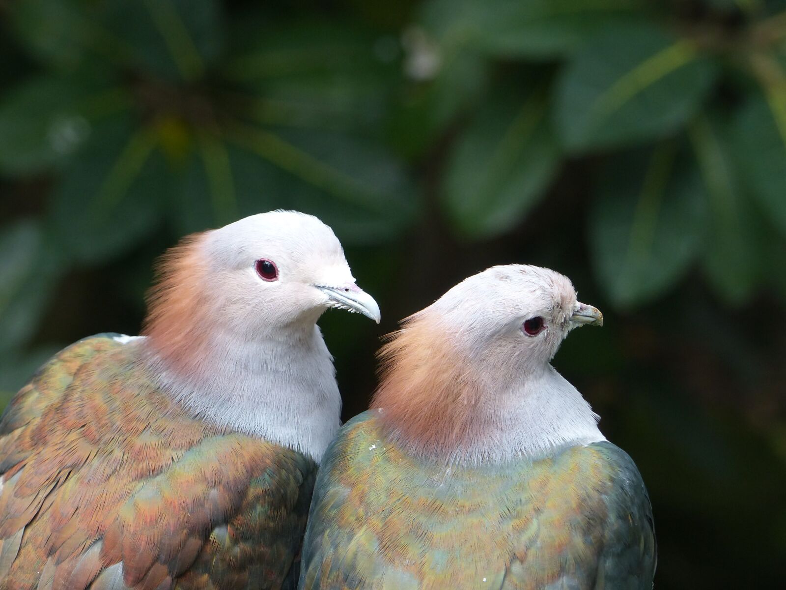 Panasonic Lumix DMC-FZ200 sample photo. Bird, animal world, nature photography