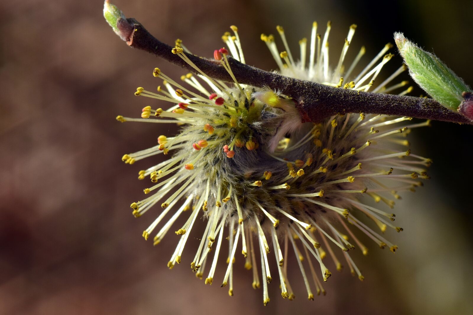 Nikon D3300 sample photo. Willow catkin, pasture, tender photography