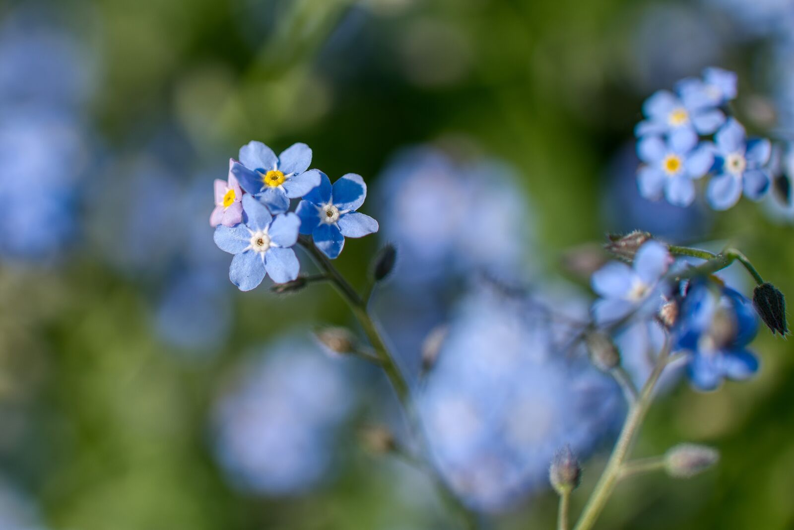 Nikon D750 sample photo. Myosotis, forget me not photography