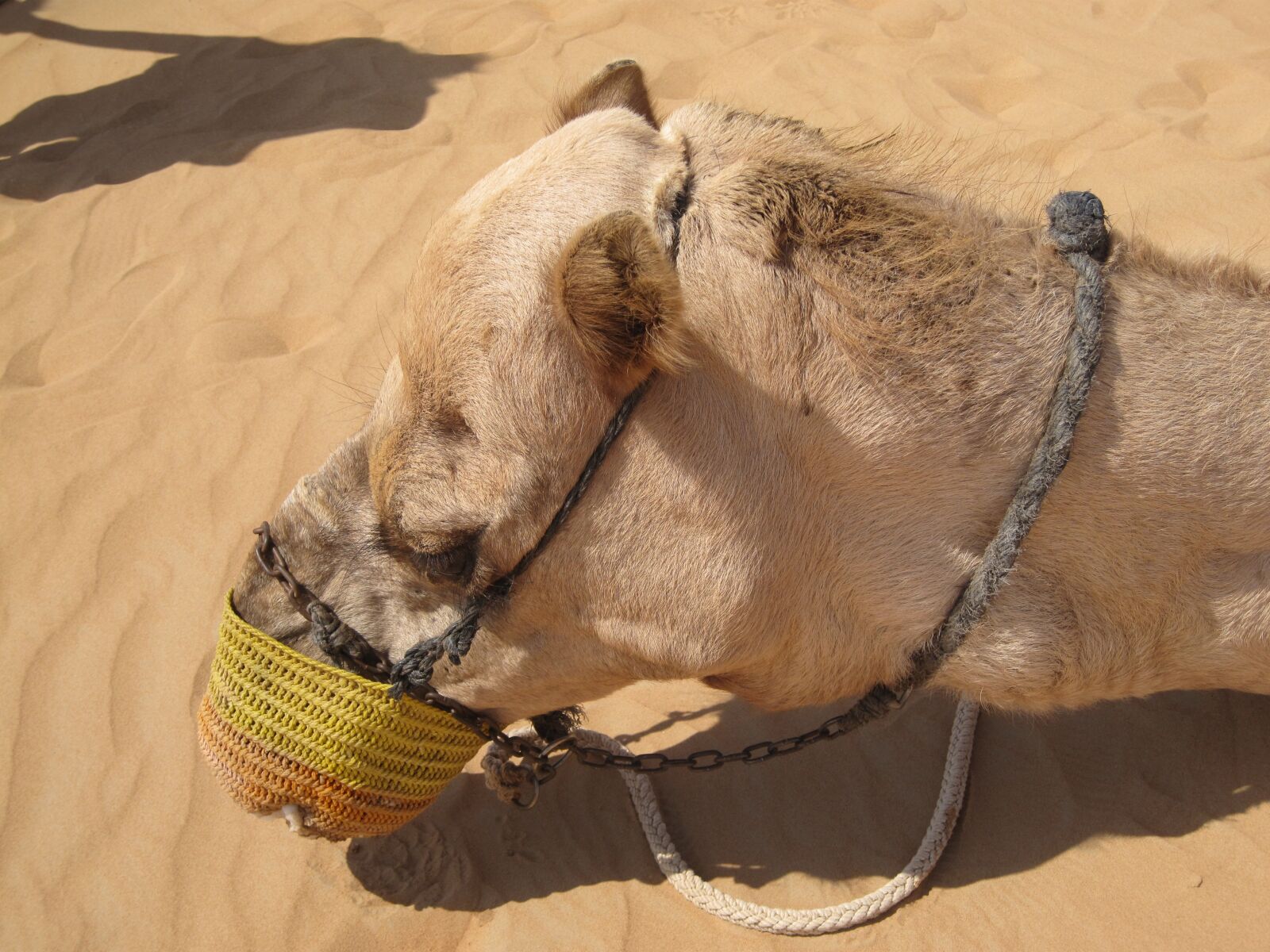 Canon PowerShot SD990 IS (Digital IXUS 980 IS / IXY Digital 3000 IS) sample photo. Nature, desert, the animal photography