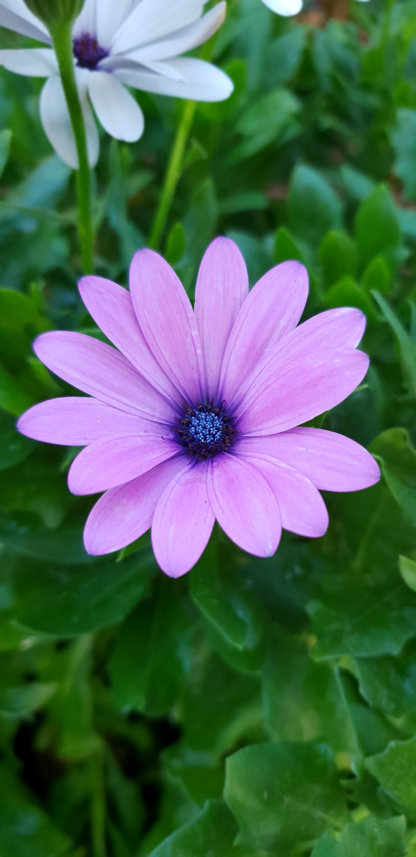 Samsung Galaxy S9 sample photo. Nature, flower, plant photography