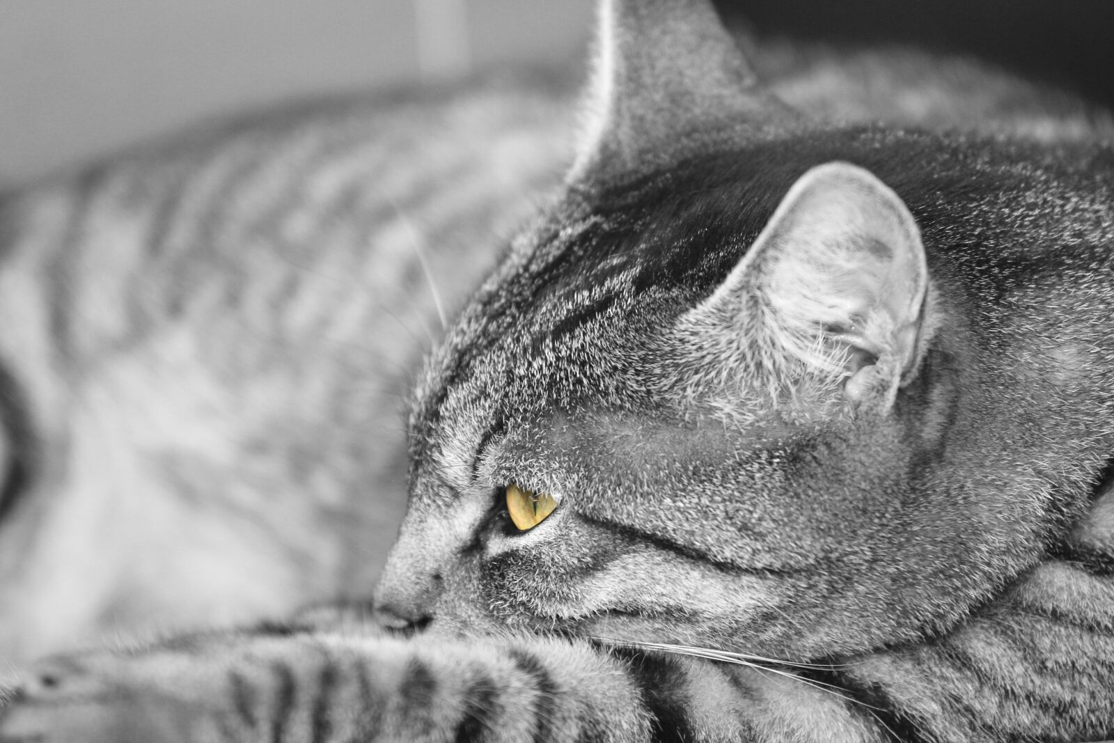 Canon EOS 550D (EOS Rebel T2i / EOS Kiss X4) sample photo. Cat, animal, pet photography