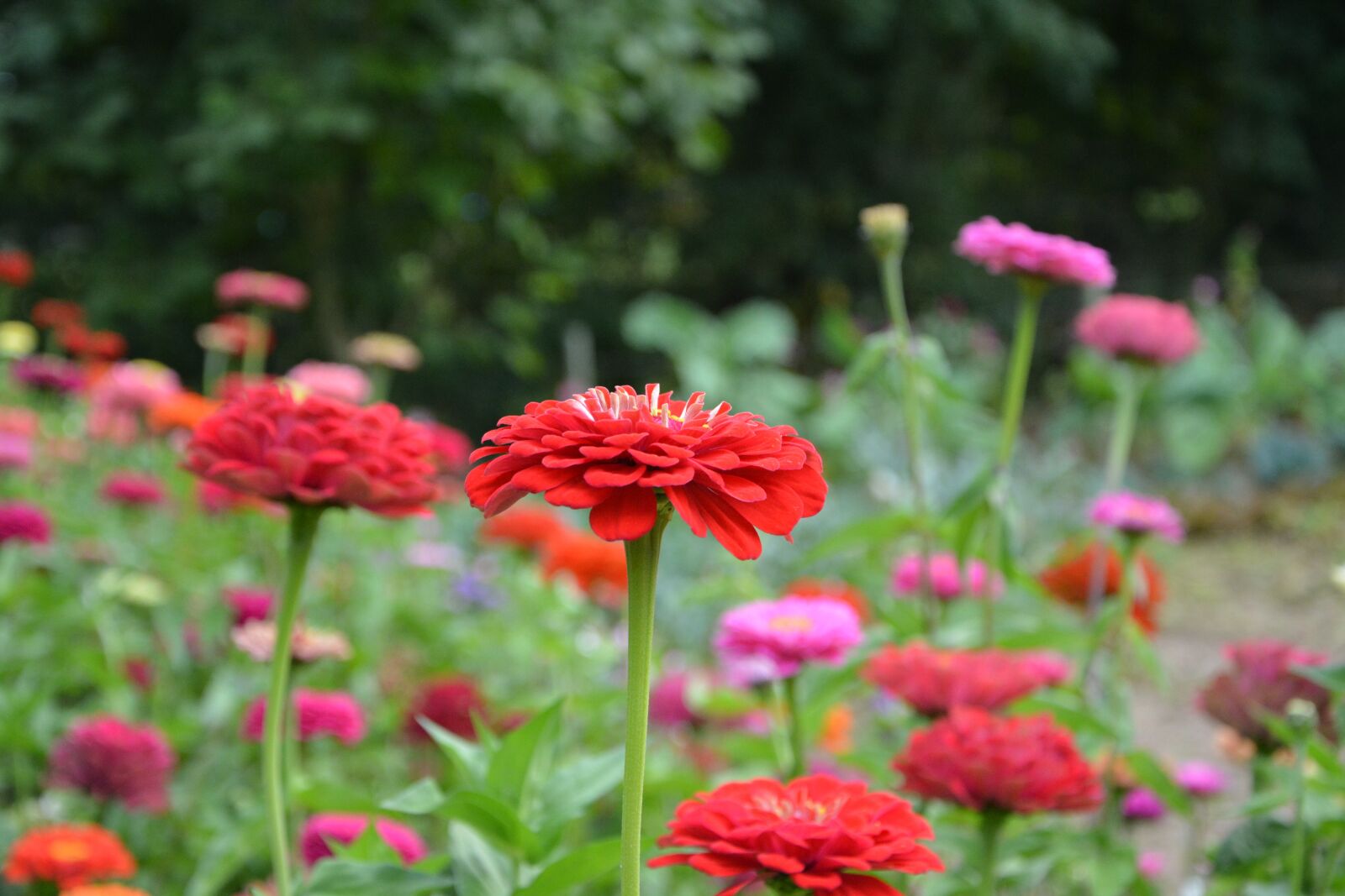 Nikon D5200 sample photo. Massif, red flowers, roses photography