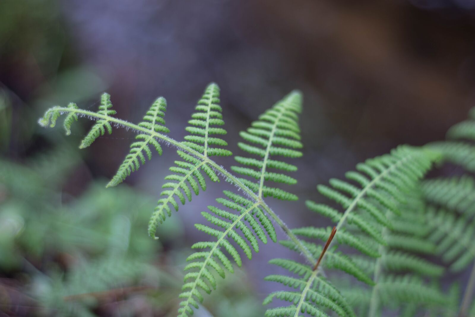 Nikon D7200 sample photo. Tree, nature, plant photography