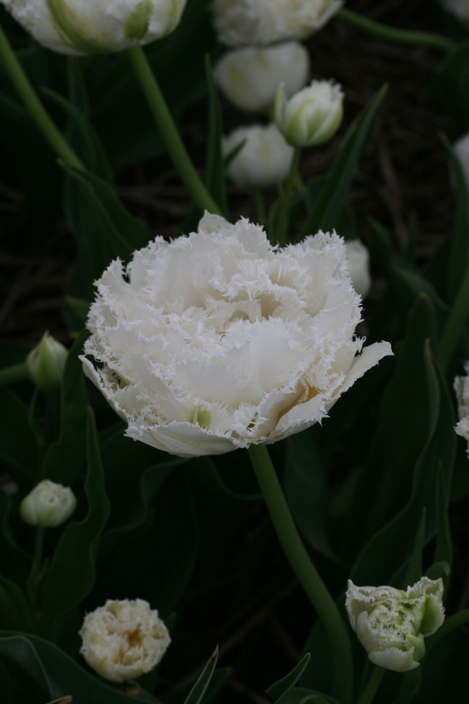 Canon EOS 400D (EOS Digital Rebel XTi / EOS Kiss Digital X) sample photo. Tulip, snow, spring photography