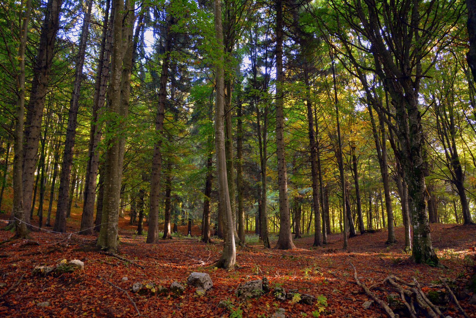 Nikon D7100 sample photo. Forest, trees, autumn photography