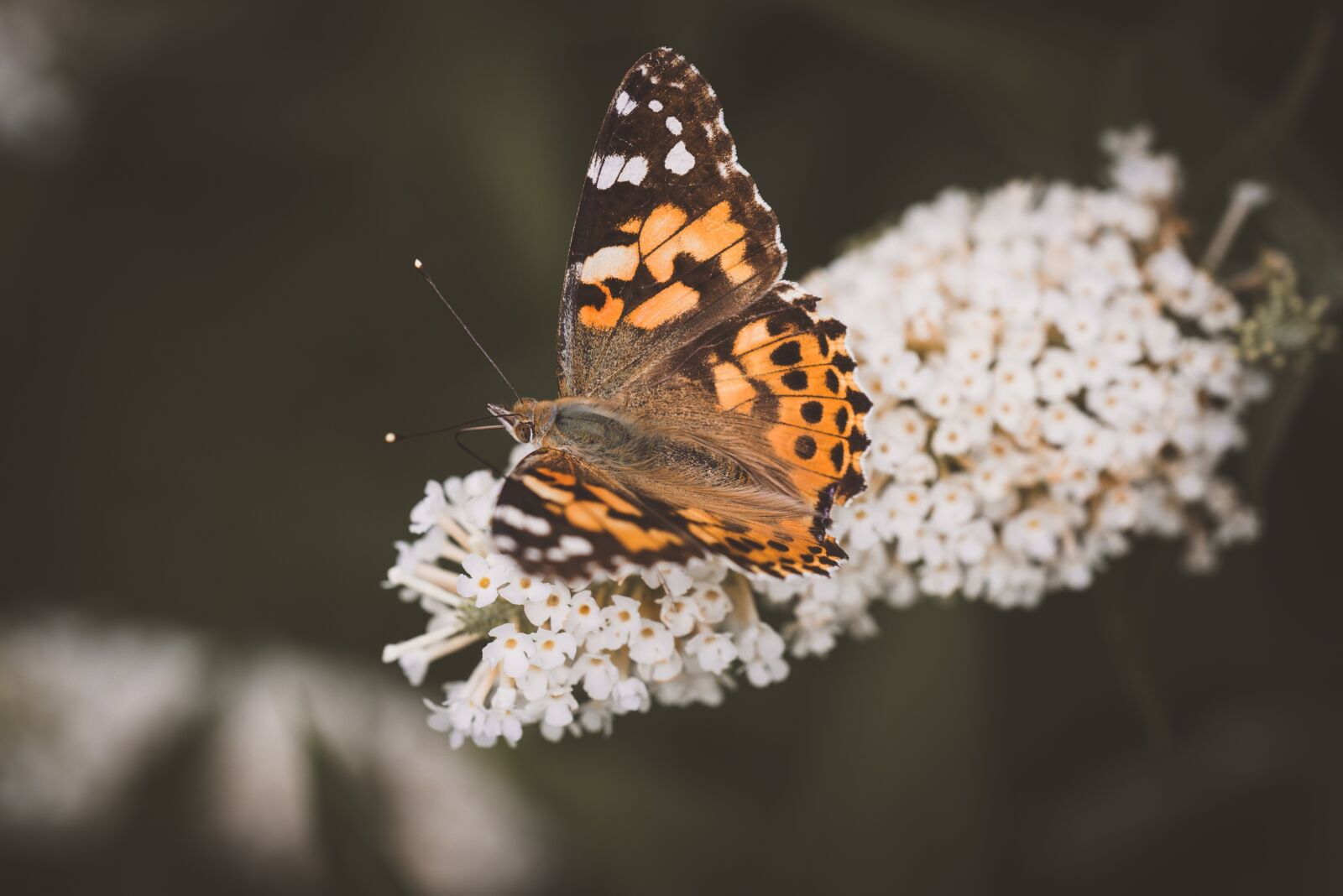 Nikon D750 sample photo. Butterfly, orange, lilac photography