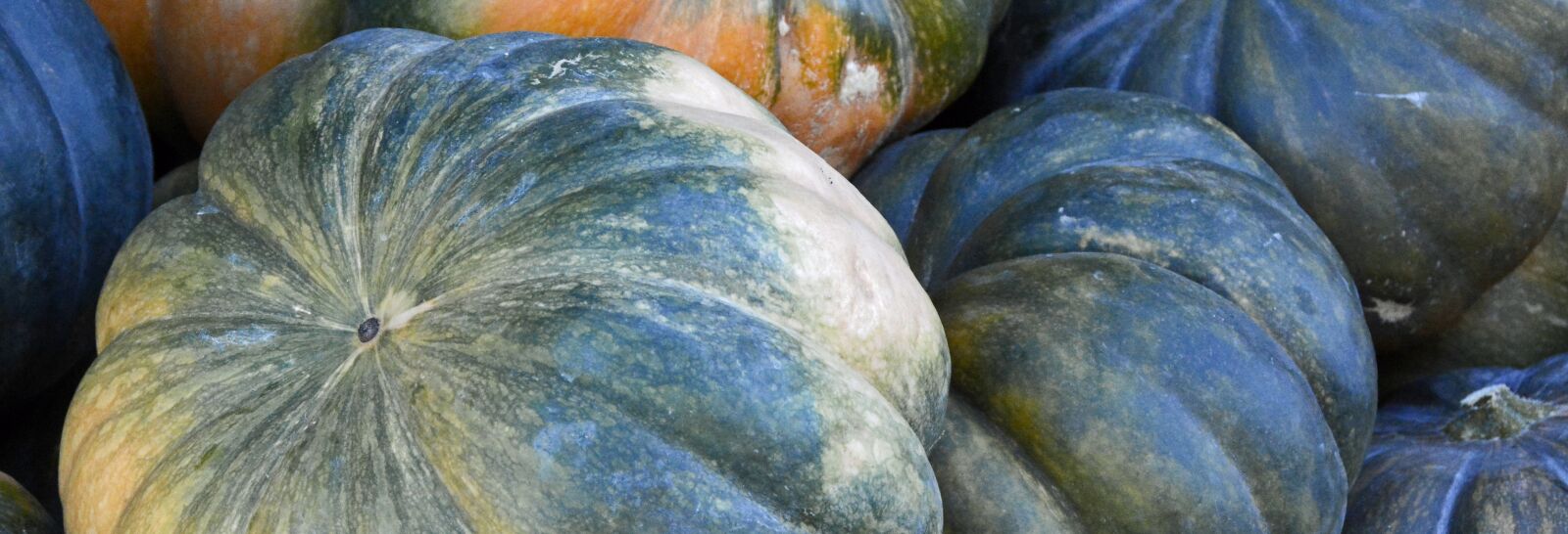 Nikon D7100 sample photo. Pumpkin, autumn, thanksgiving photography