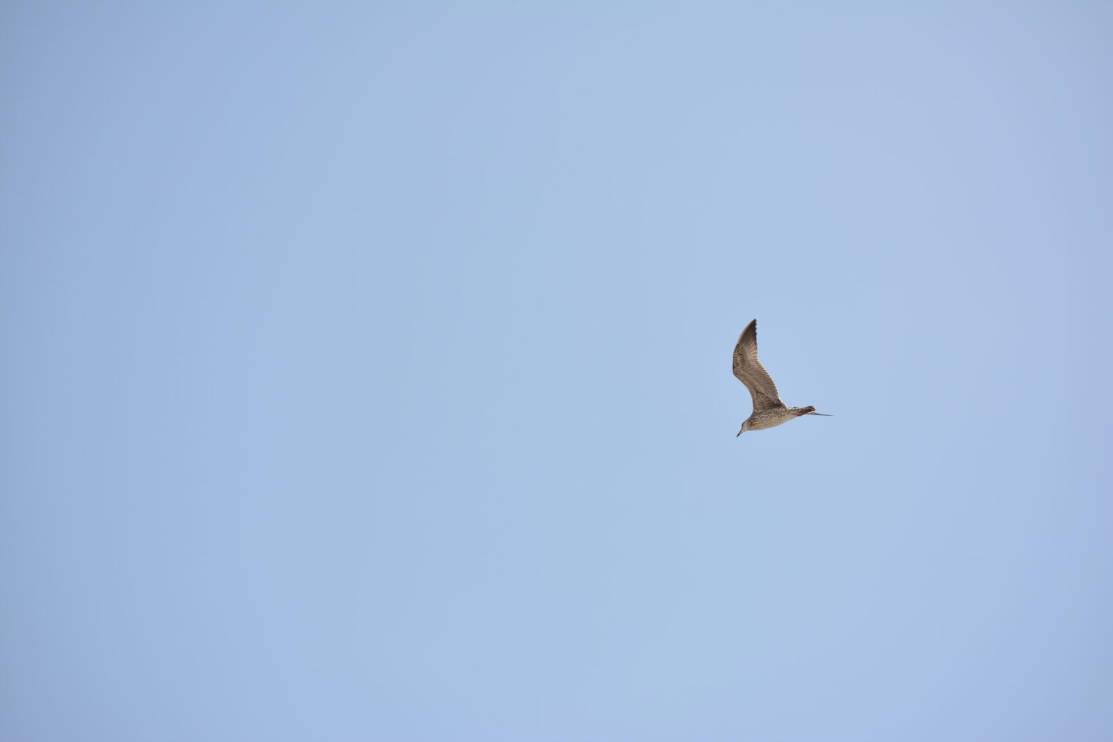 Nikon D5200 sample photo. Ave, cielo, vuelo photography