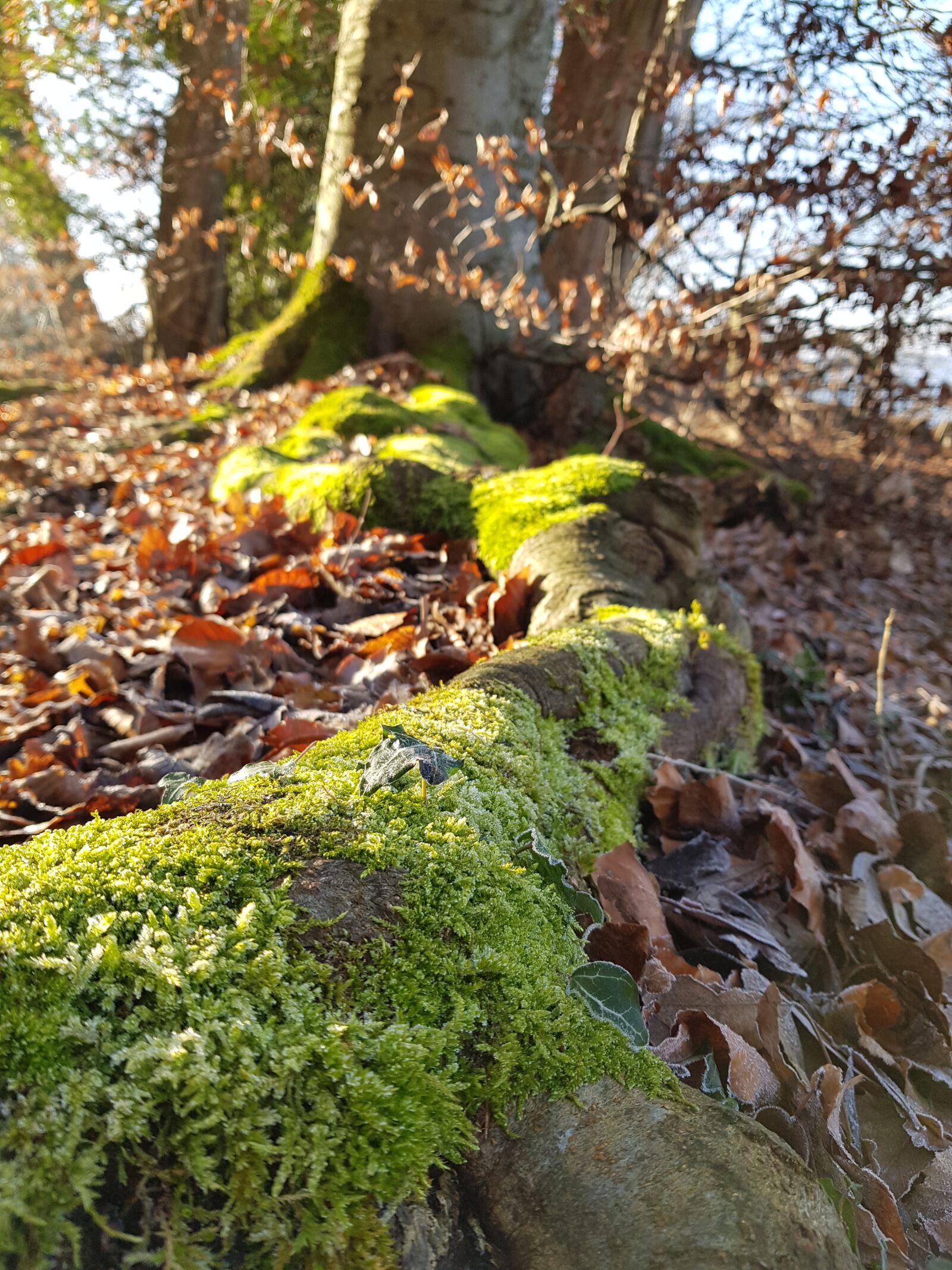 Samsung Galaxy S8+ sample photo. Ammersee, winter, lake photography