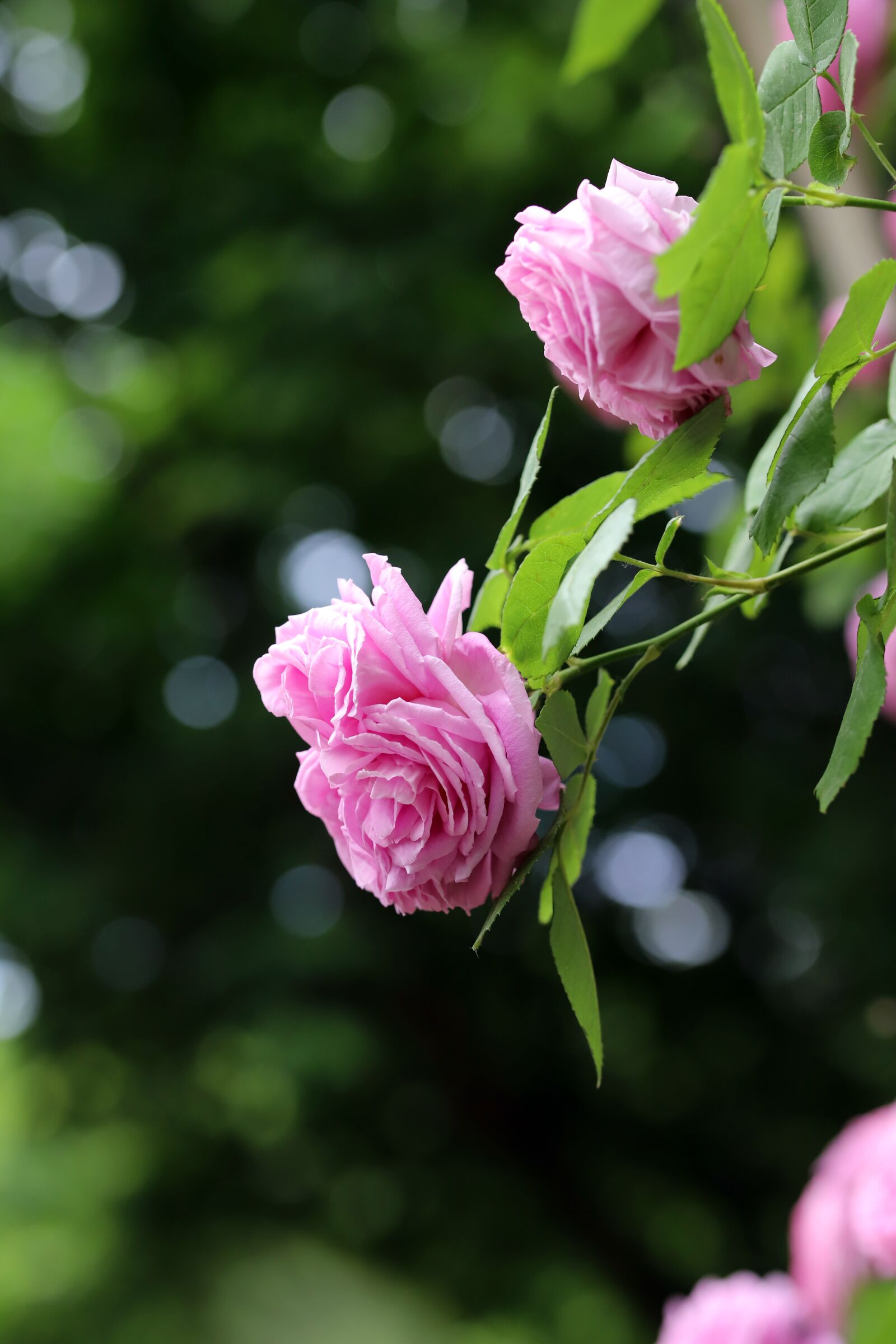 Canon EOS 6D Mark II sample photo. Rose, petal, flowers photography