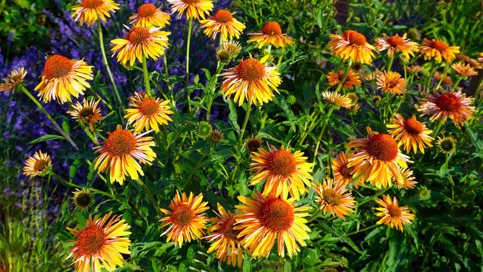 Sony a6400 sample photo. Coneflower, echinacea, blossom photography