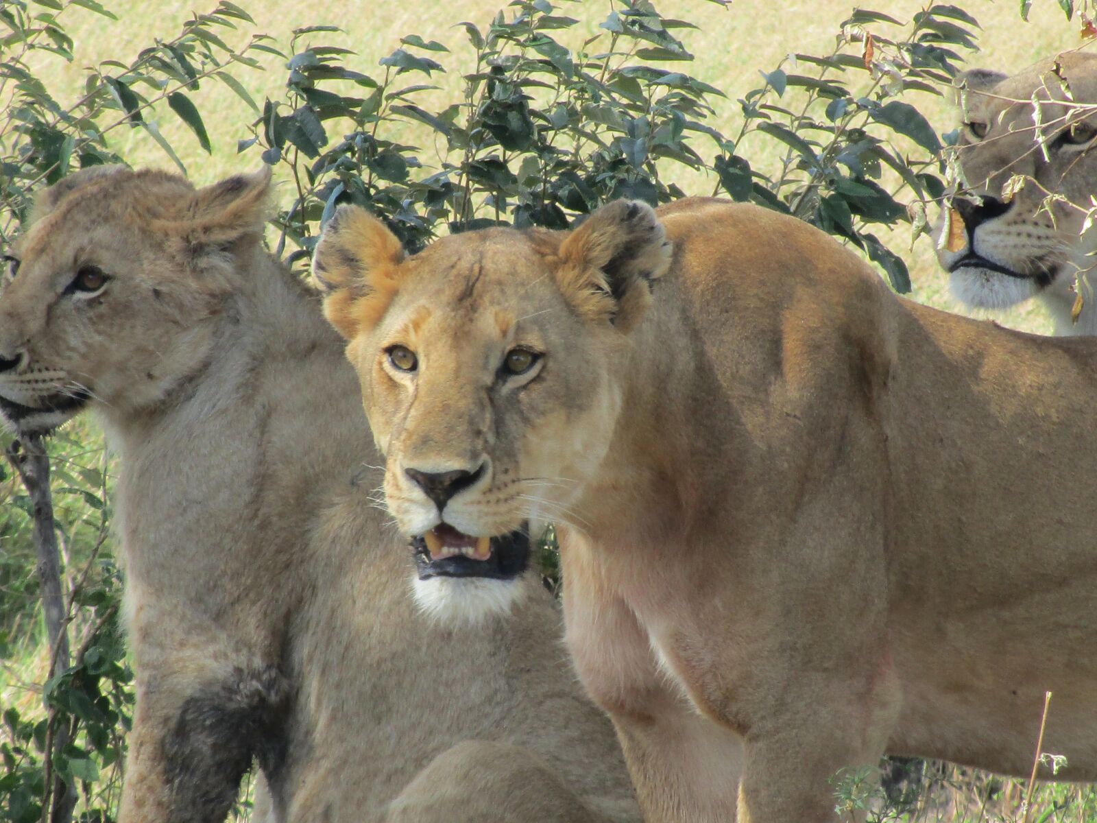 Canon IXUS 190 sample photo. Lion, africa, safari photography