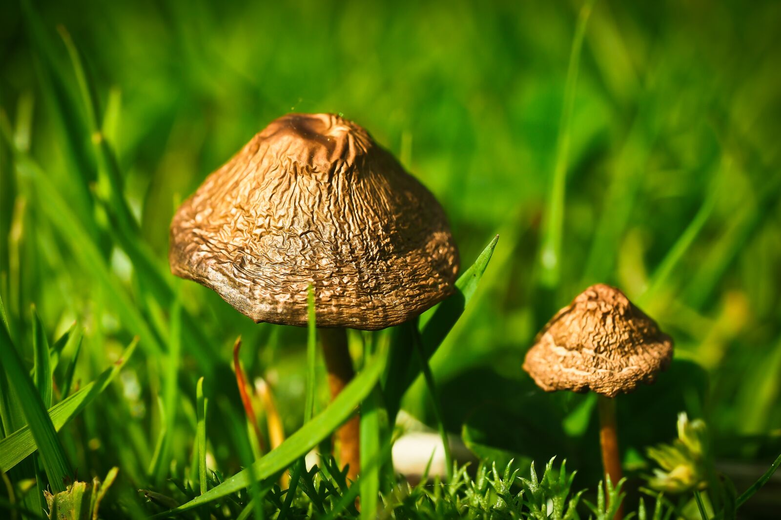 Olympus OM-D E-M10 sample photo. Meadow mushroom, mushroom, mushroom photography