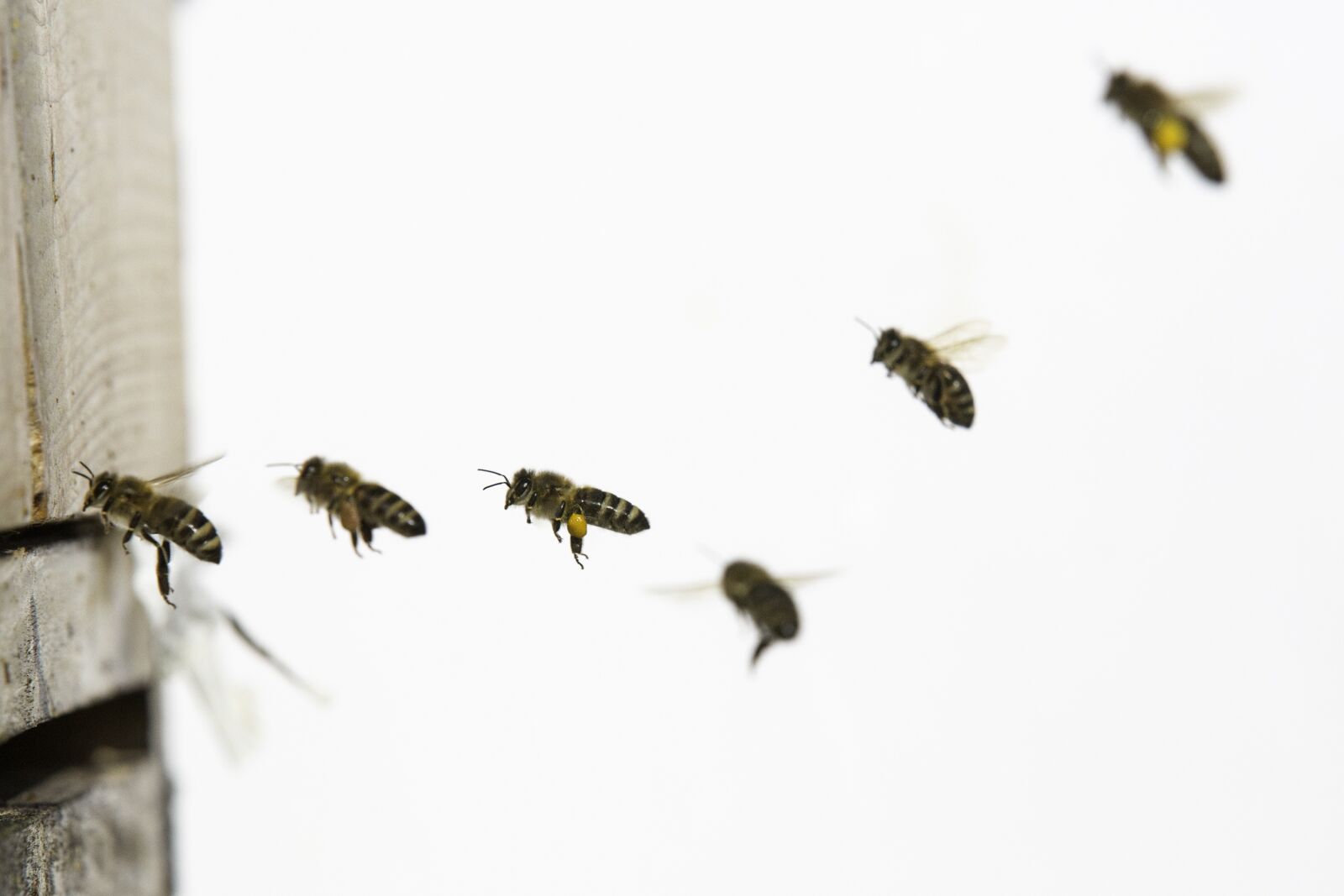 Canon EOS 5D Mark III sample photo. Bees, flying, bee photography