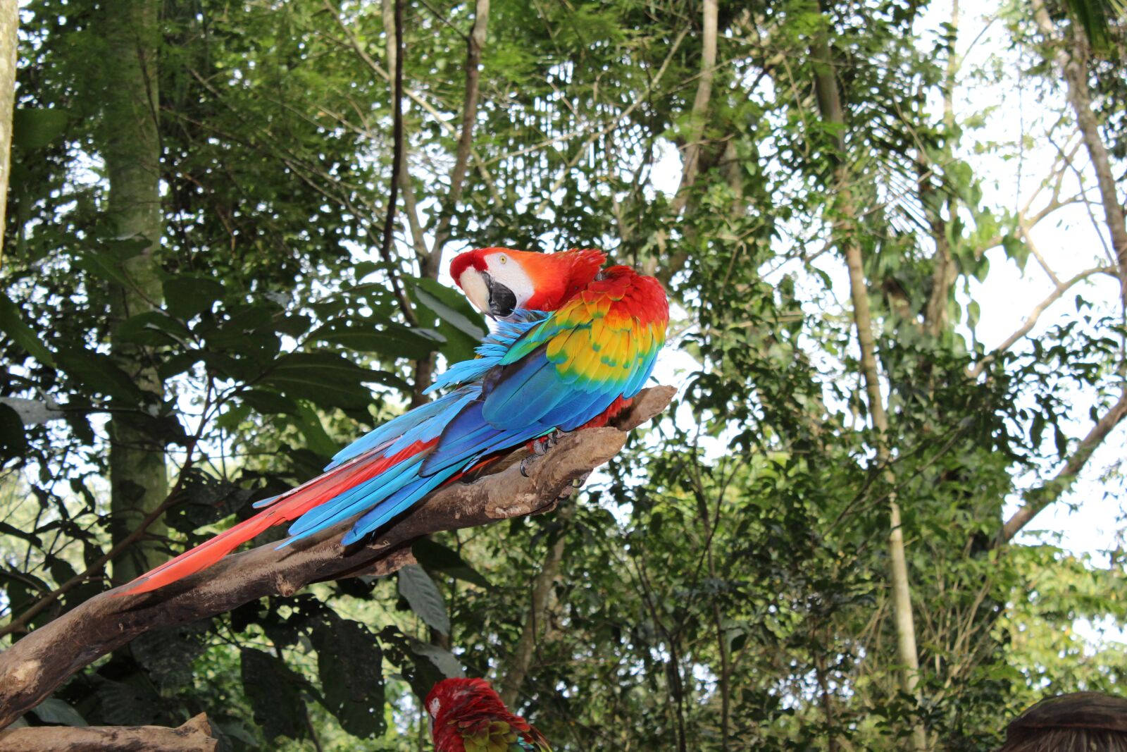 Canon EOS 1200D (EOS Rebel T5 / EOS Kiss X70 / EOS Hi) sample photo. Arara, bird, tropical bird photography