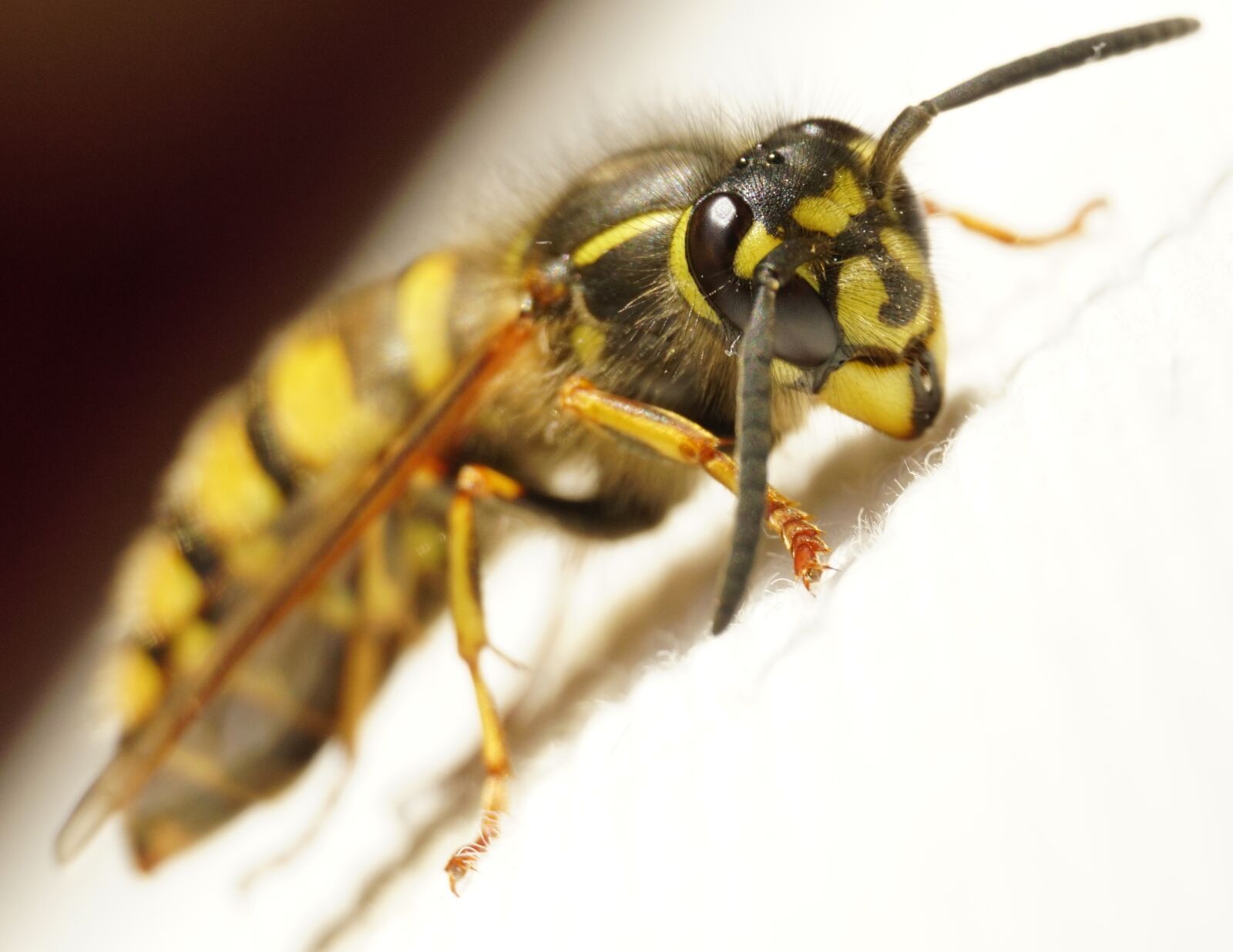 Sony a6000 sample photo. Wasp, close up, macro photography