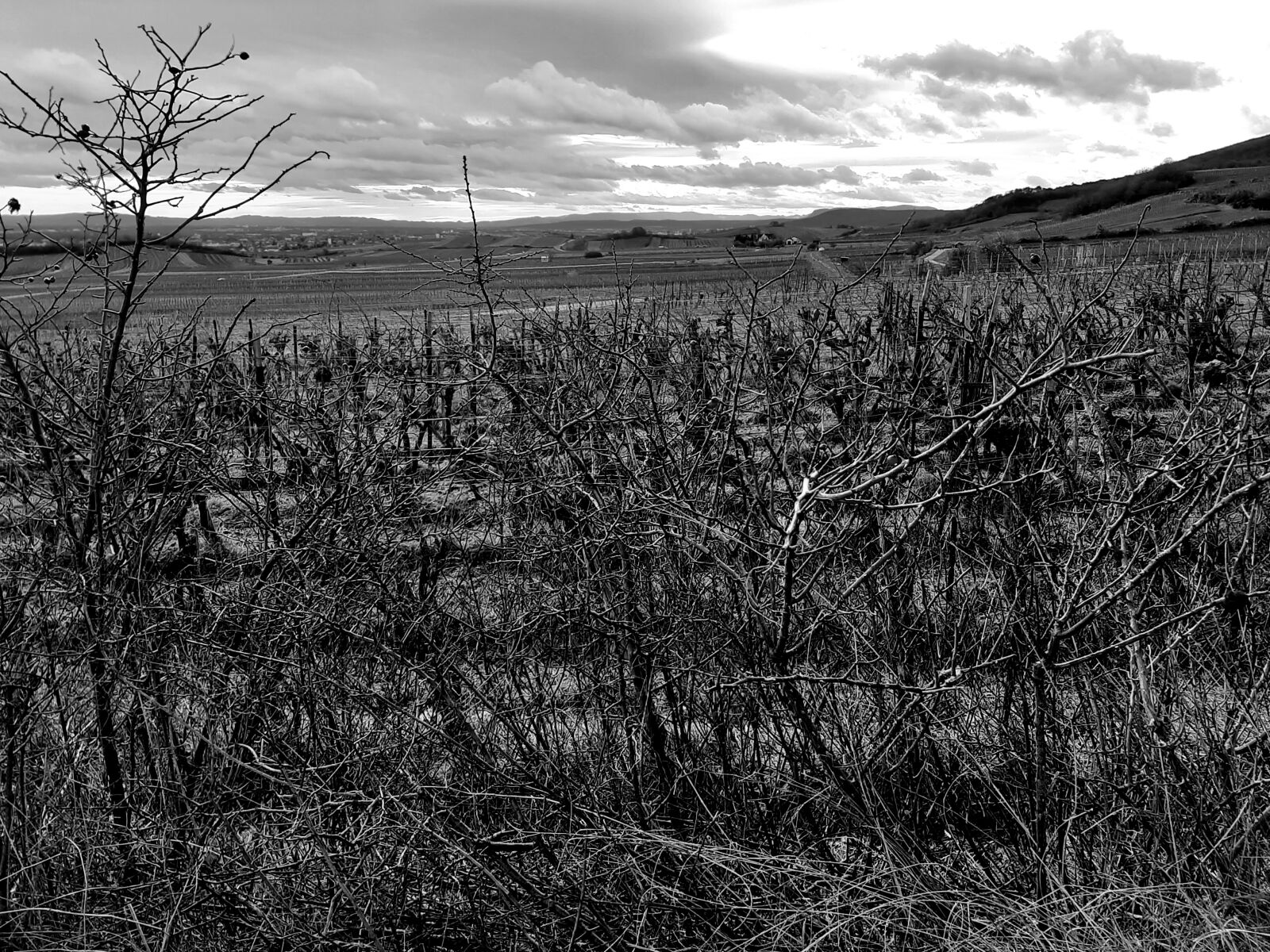 Samsung Galaxy A50 sample photo. Winter, landscape, bw photography