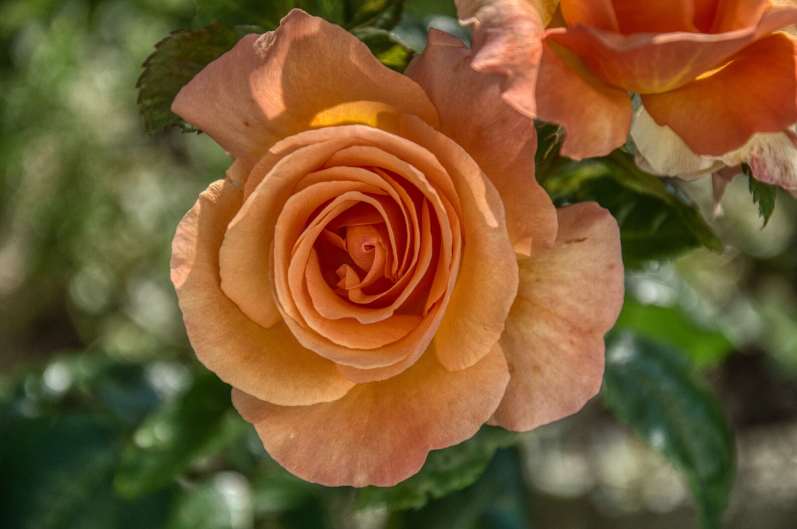 Nikon D5000 sample photo. Rose, rose bloom, orange photography
