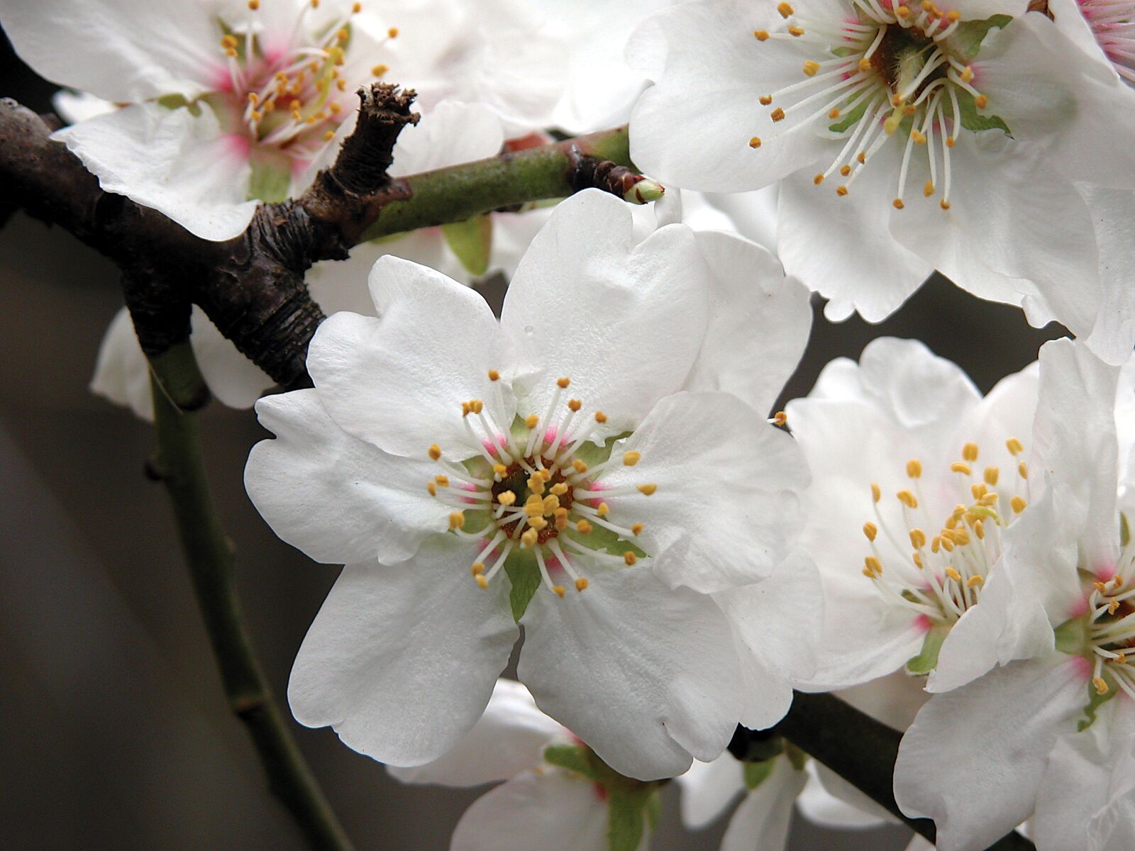 Nikon E5700 sample photo. Flower, almond, blossom photography