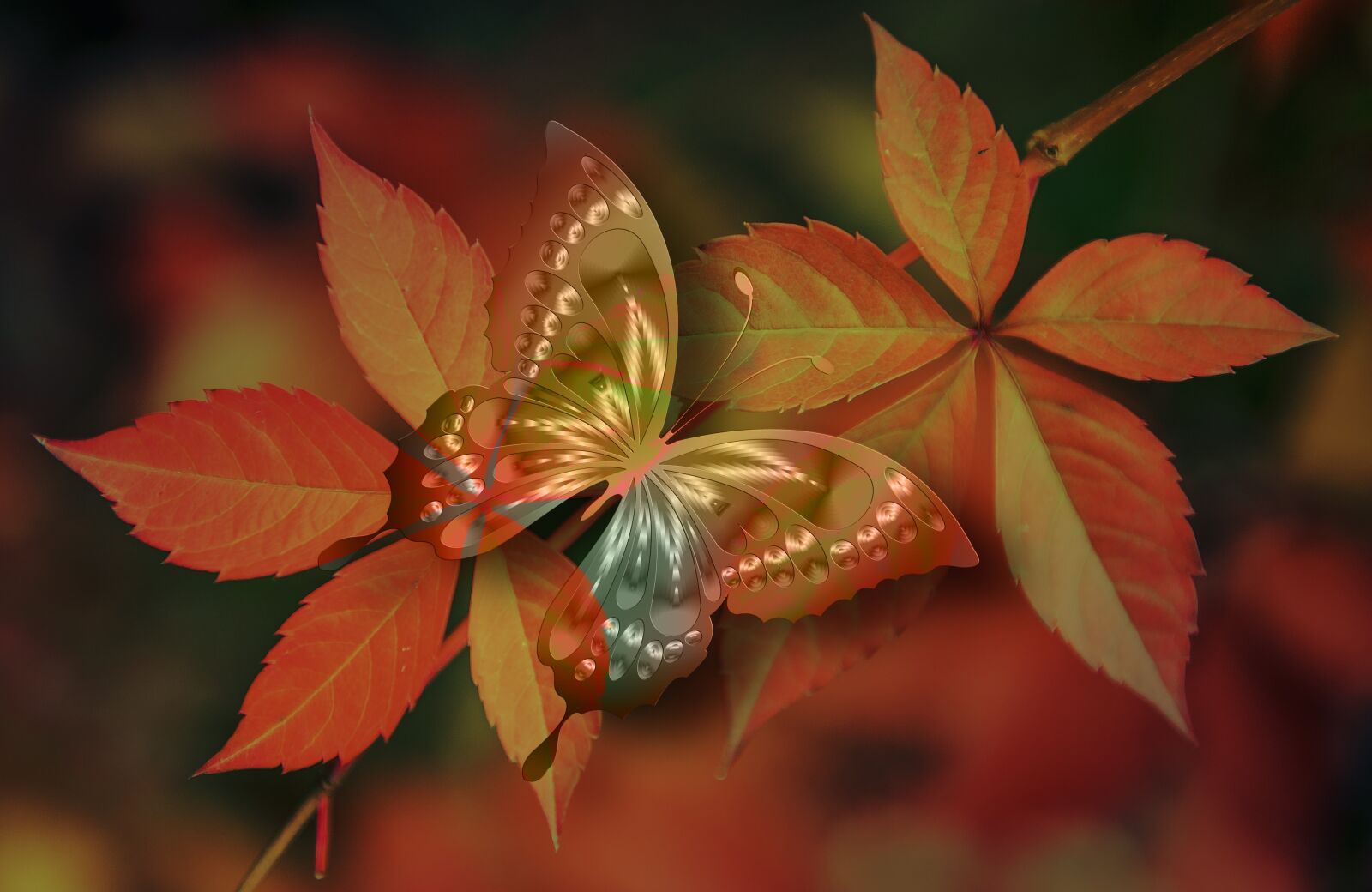 Nikon D700 sample photo. Arrangement, butterfly, aesthetics photography