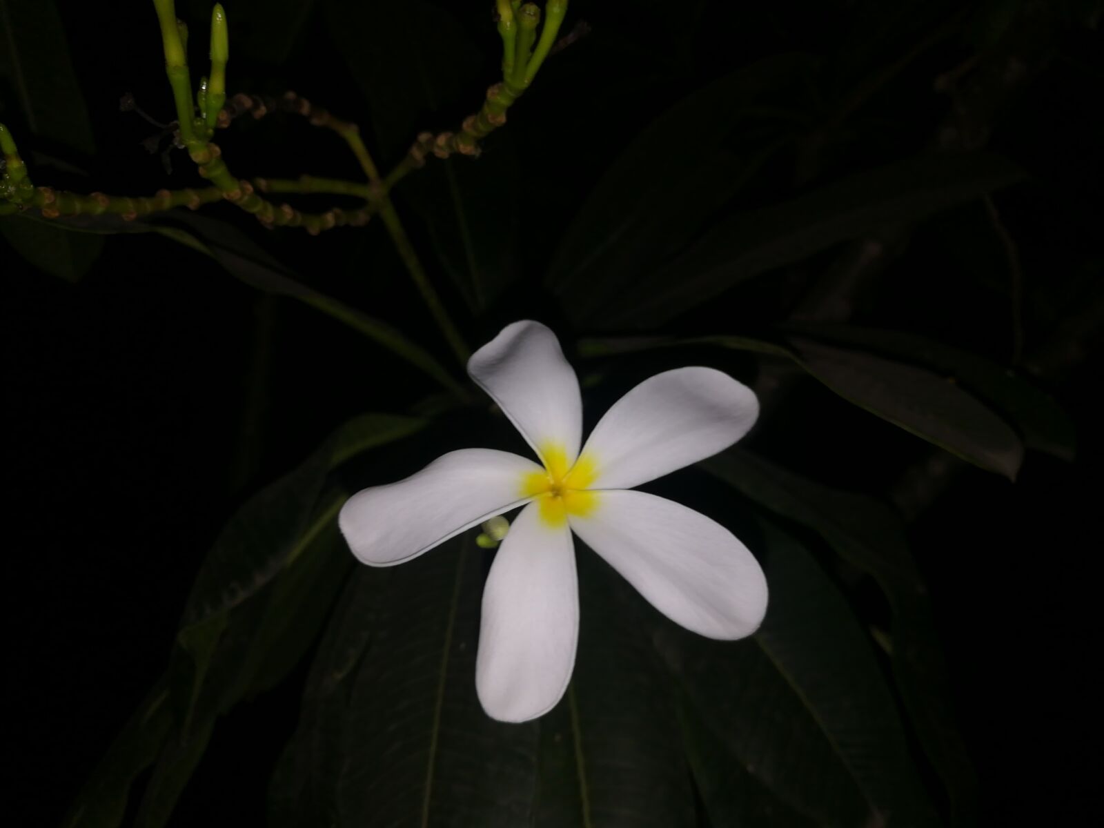 HUAWEI honor 6x sample photo. Flower nature, flower, nature photography