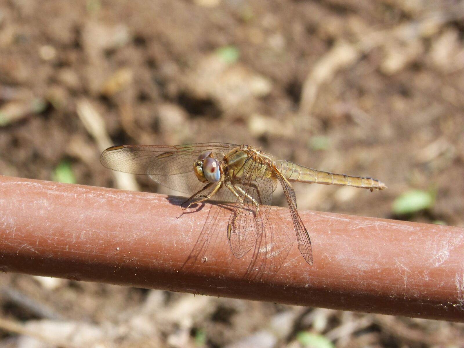 Panasonic DMC-FZ62 sample photo. Dragonfly, irrigation pipe, yellow photography