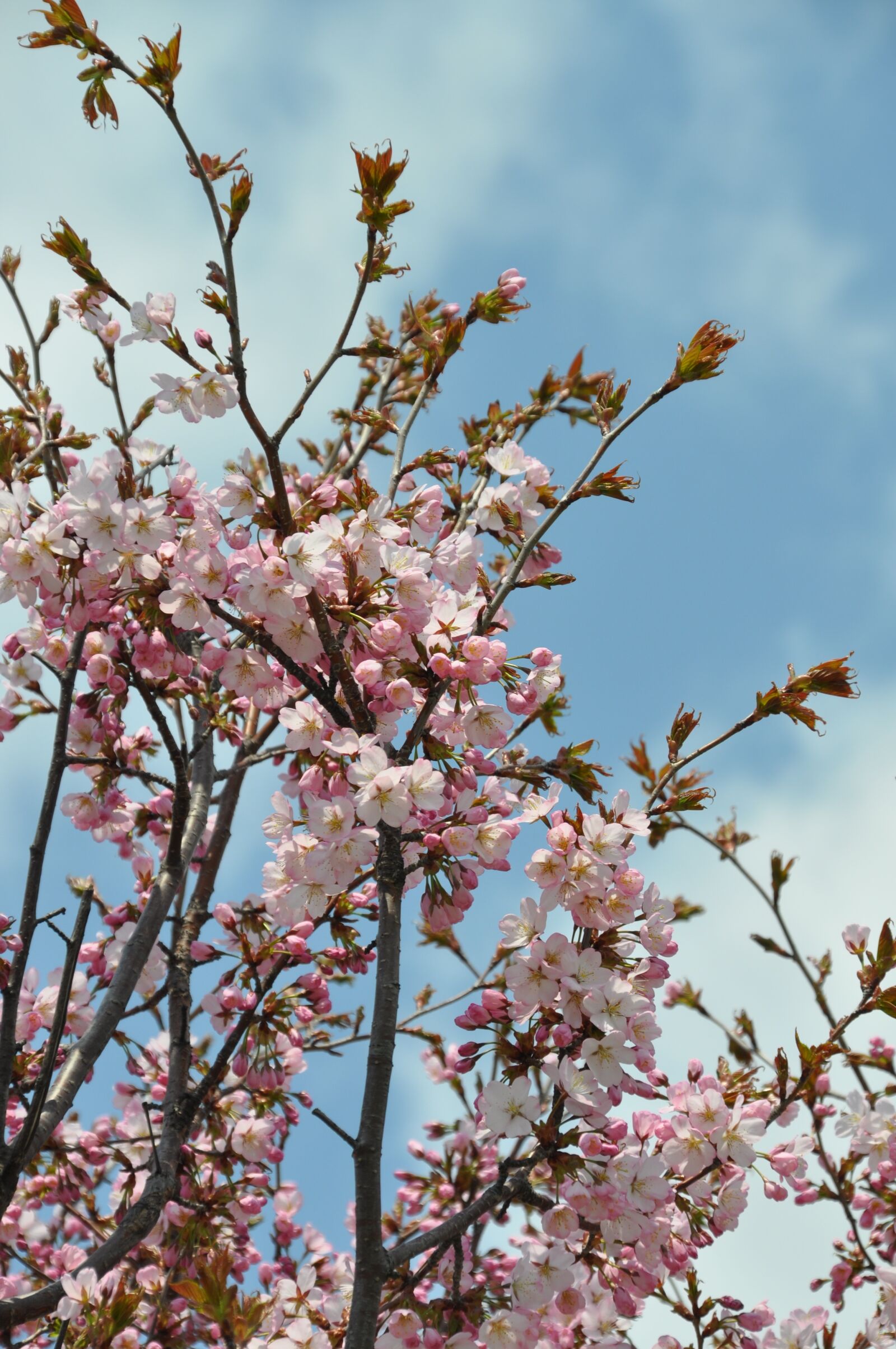 Nikon D5000 sample photo. Cherry blossoms, in full photography