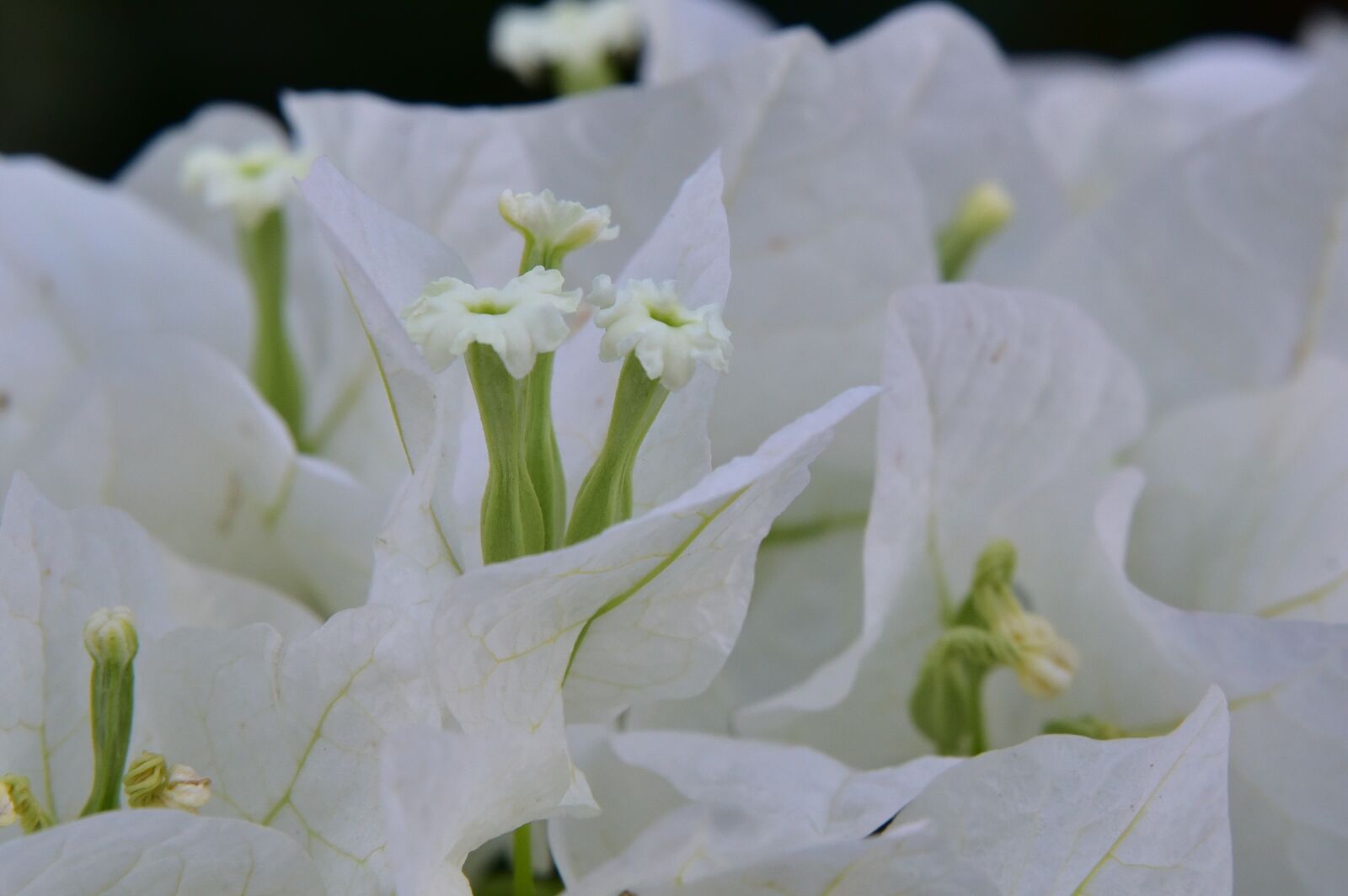 Nikon D750 sample photo. Israeli, summer, flower photography