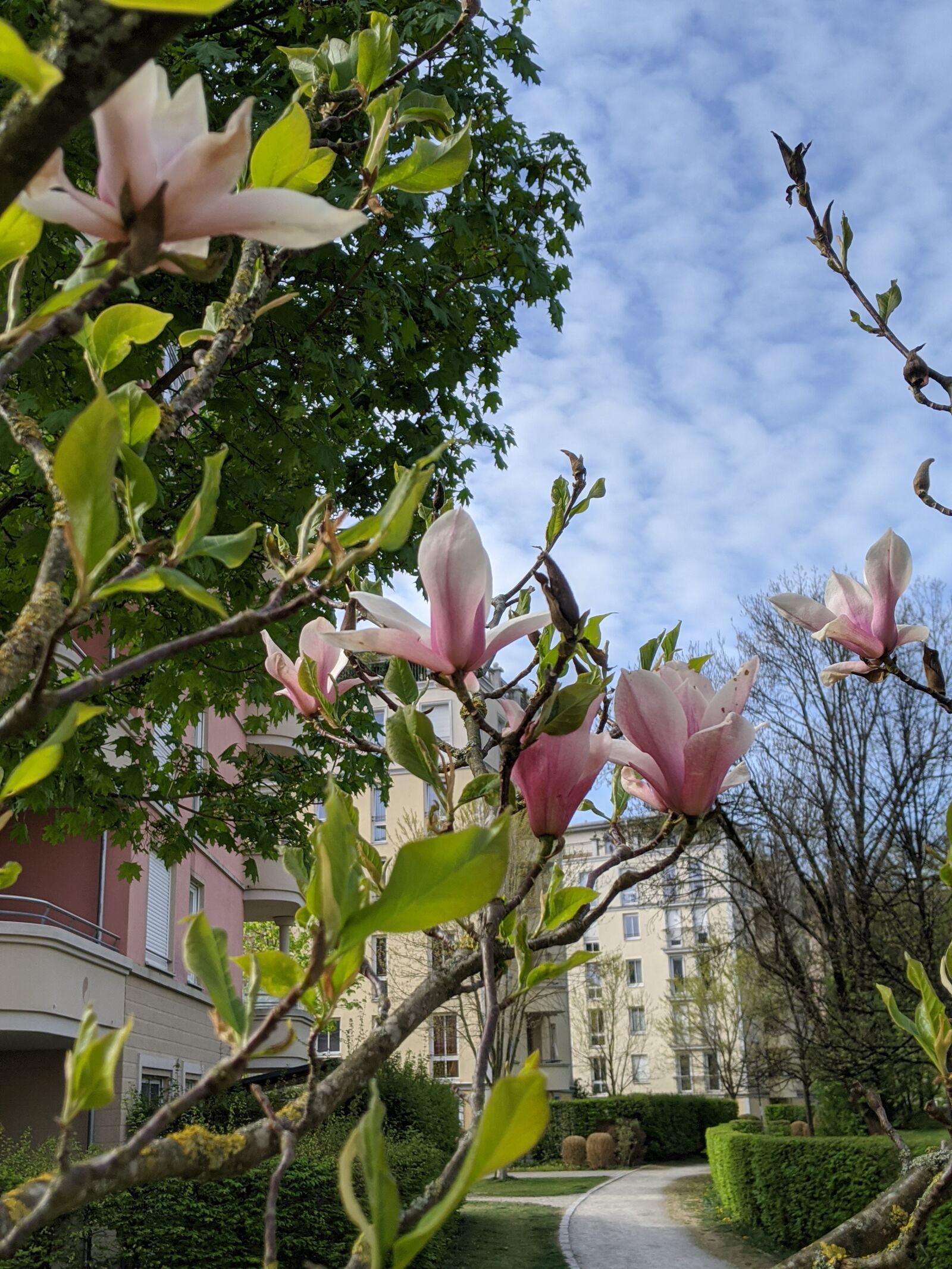 Google Pixel 3 sample photo. Spring, bloom, flower photography