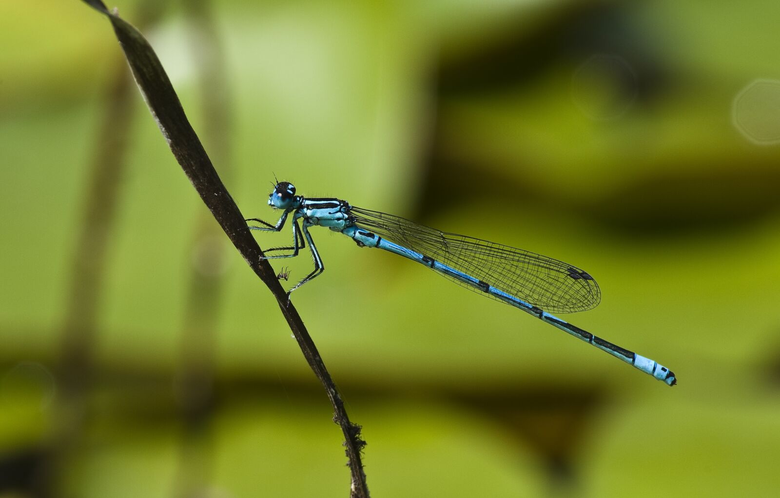 Pentax K-30 sample photo. Dragonfly, blue, pond photography