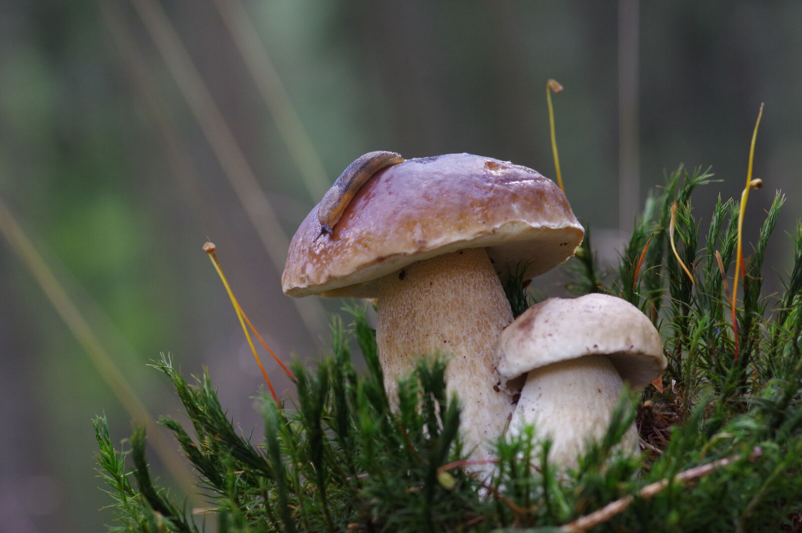 Pentax K-3 sample photo. Cep, snail, forest photography