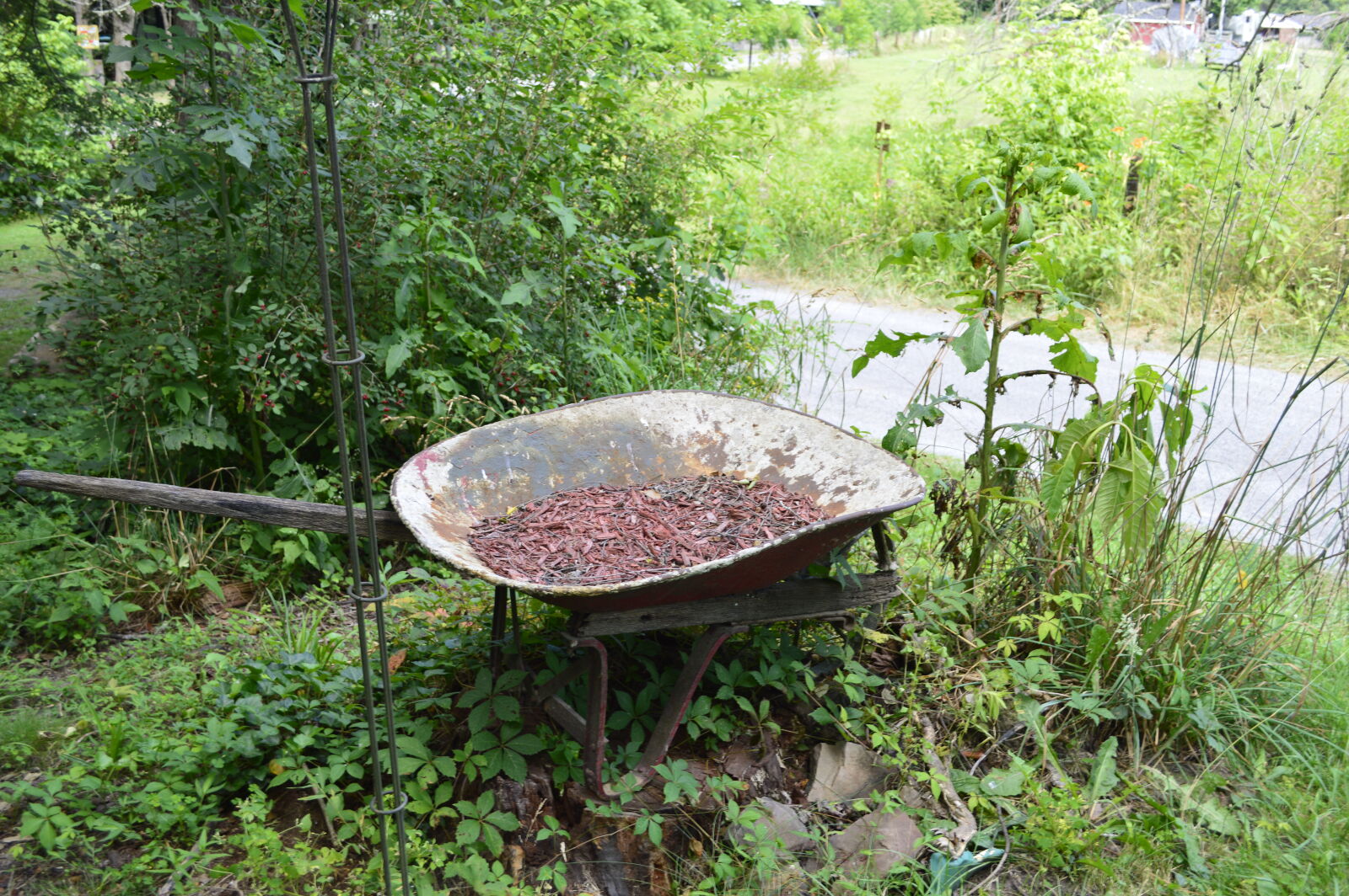 Nikon D3200 sample photo. Foliage, old, wheelbarrow photography