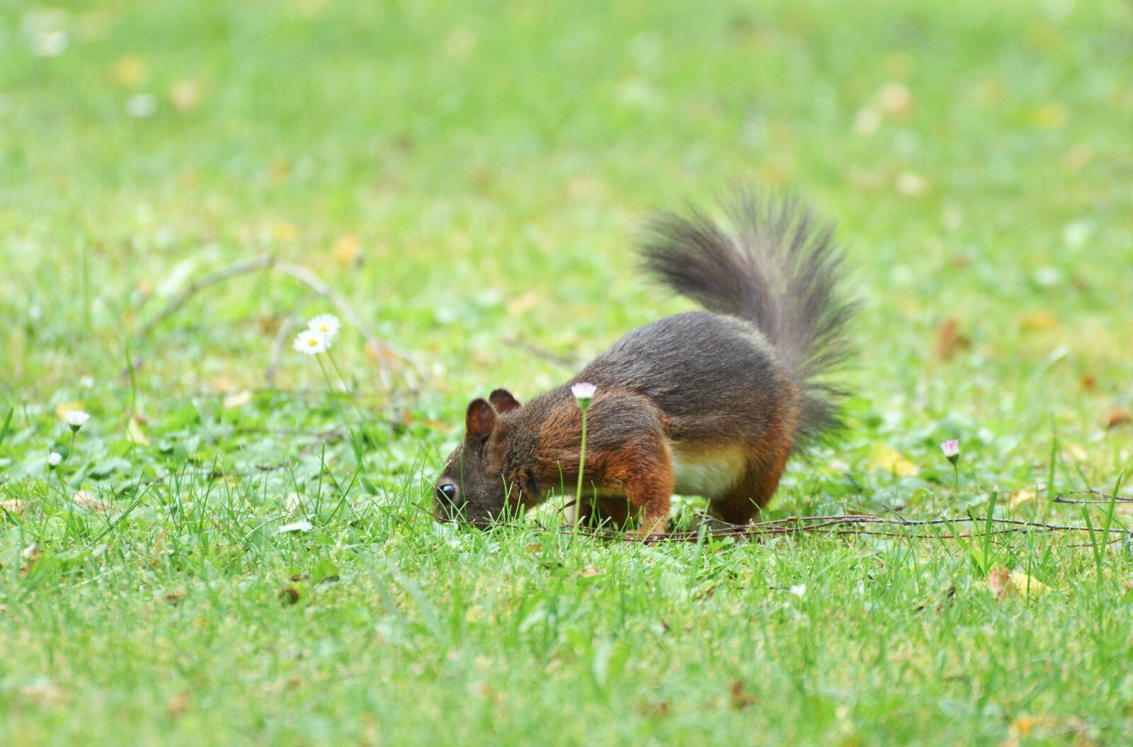 Nikon D3200 sample photo. Squirrel, nager, rodent photography