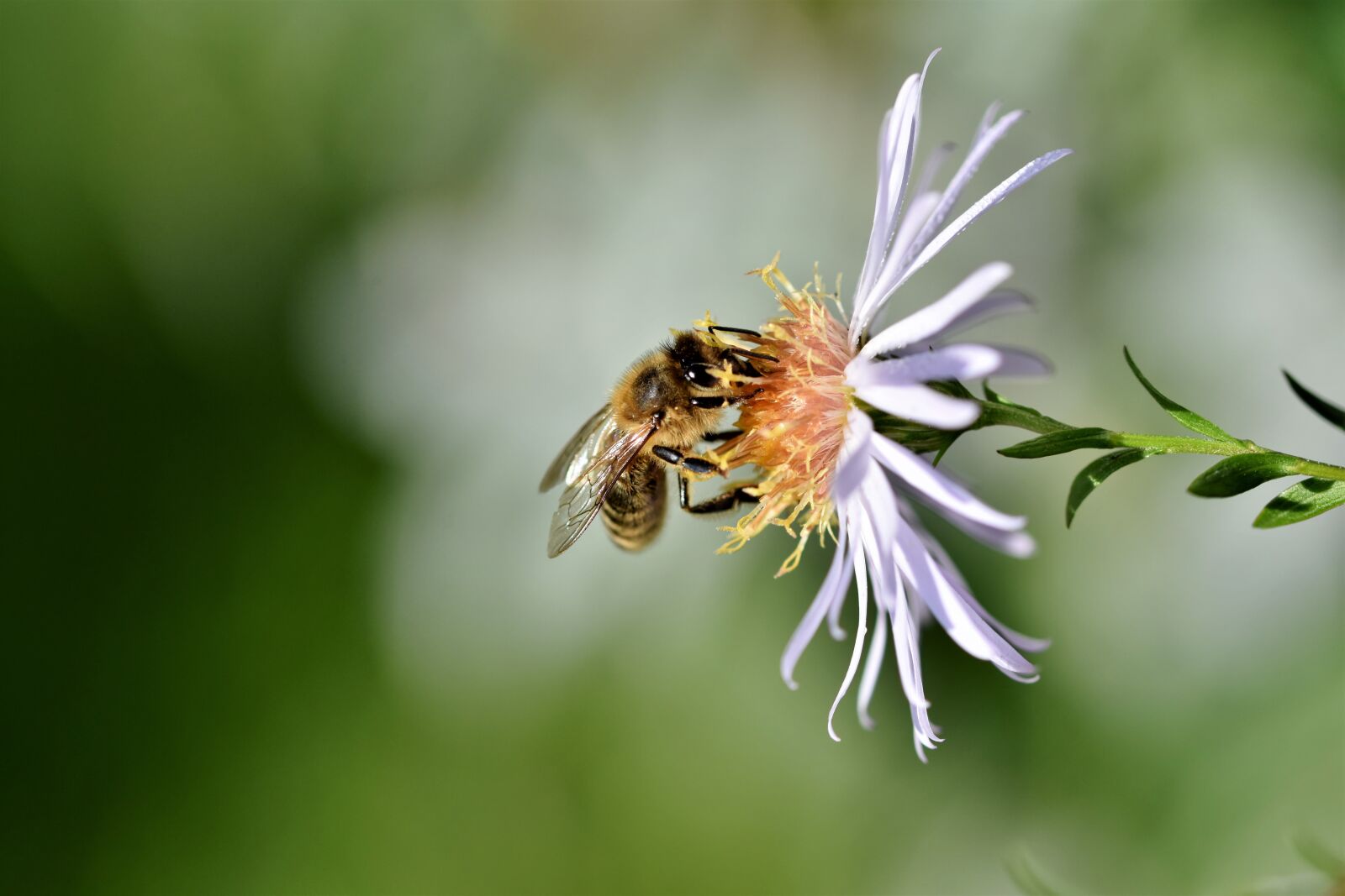 Nikon D7200 sample photo. Bee, honey bee, insect photography