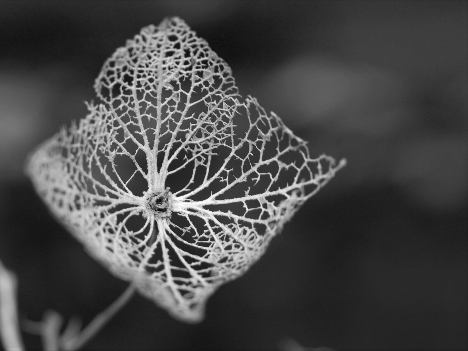 Olympus E-520 (EVOLT E-520) sample photo. Nature, flower, leaf photography