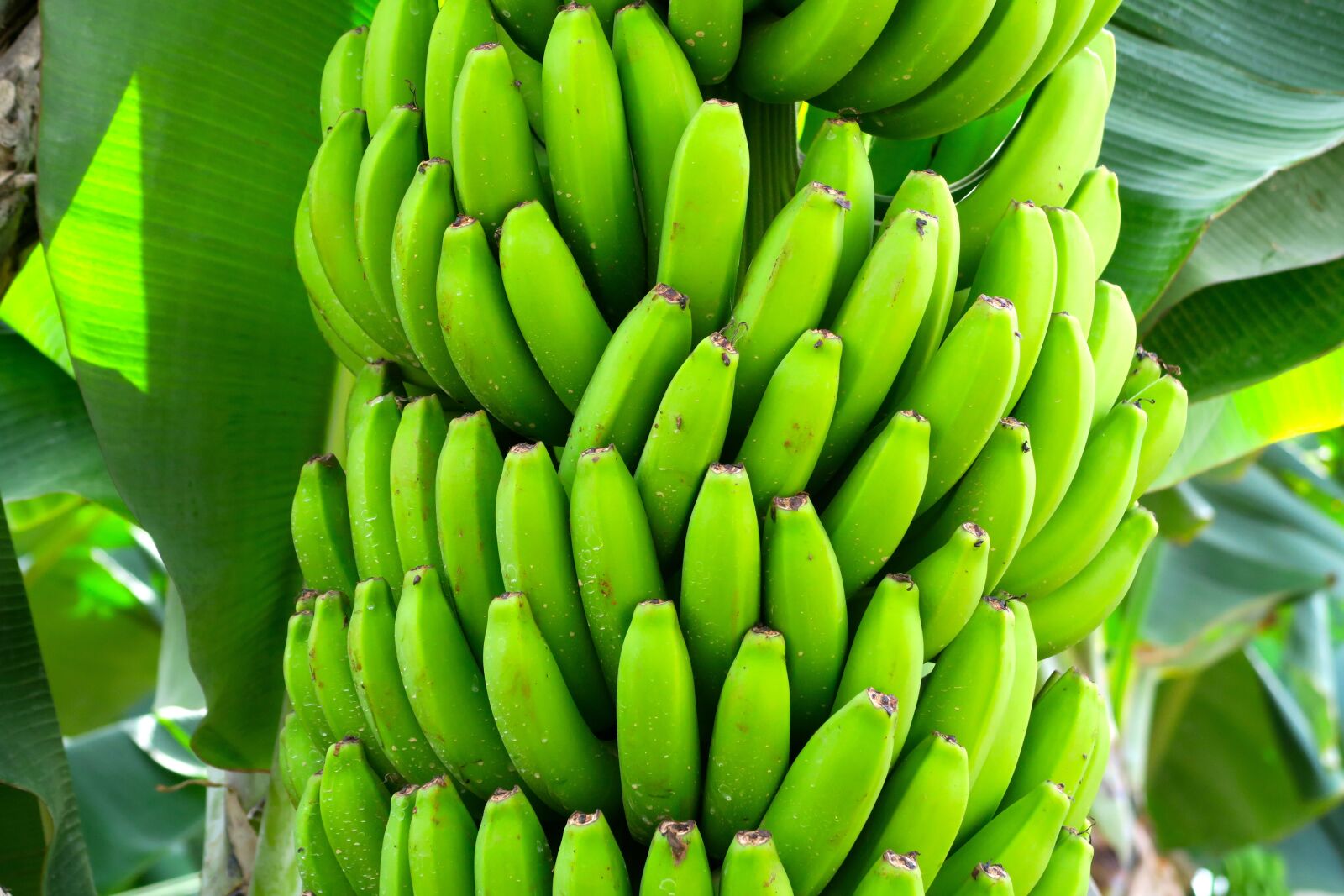 Canon PowerShot G7 X sample photo. Bananas, fruit, exotic photography
