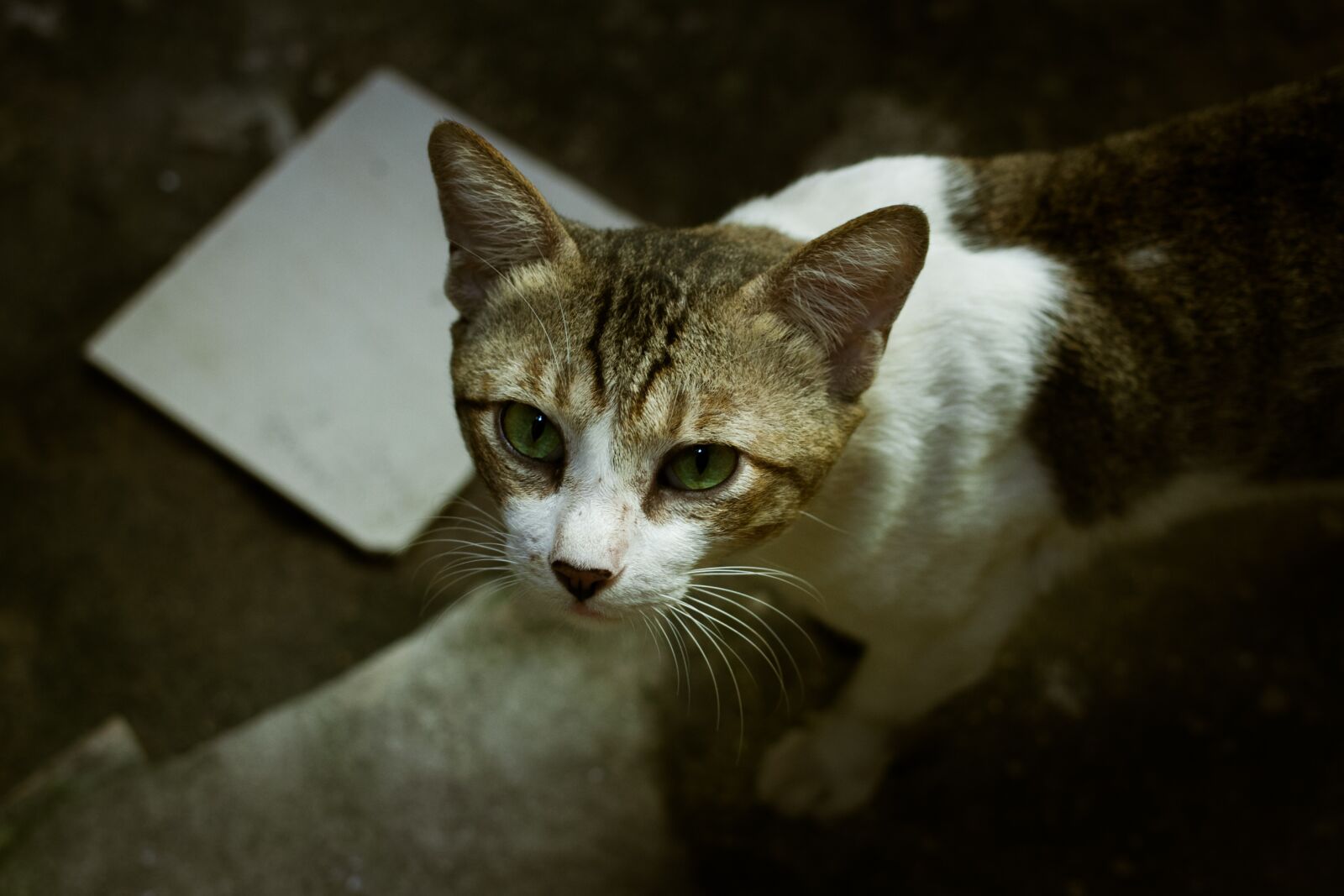 Canon EOS 7D + Canon EF 40mm F2.8 STM sample photo. Eyes, cat, animal photography