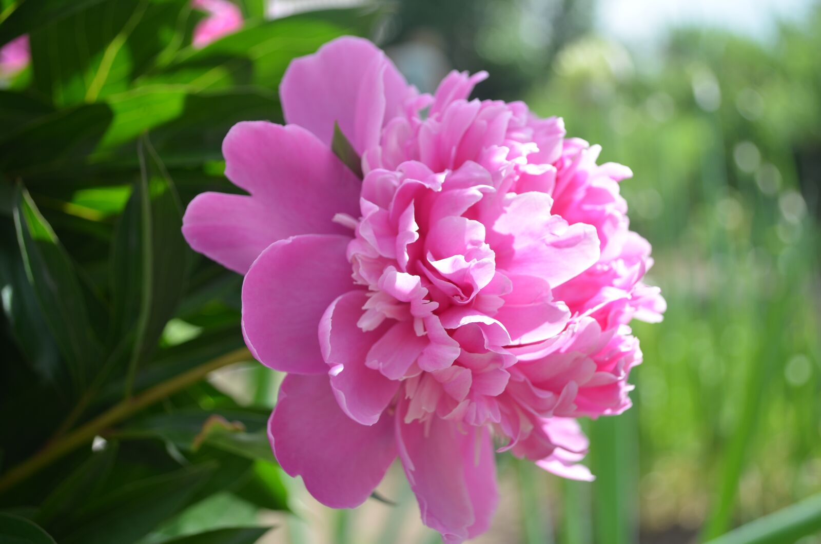 Nikon D5100 sample photo. Peony, peonies, pink photography