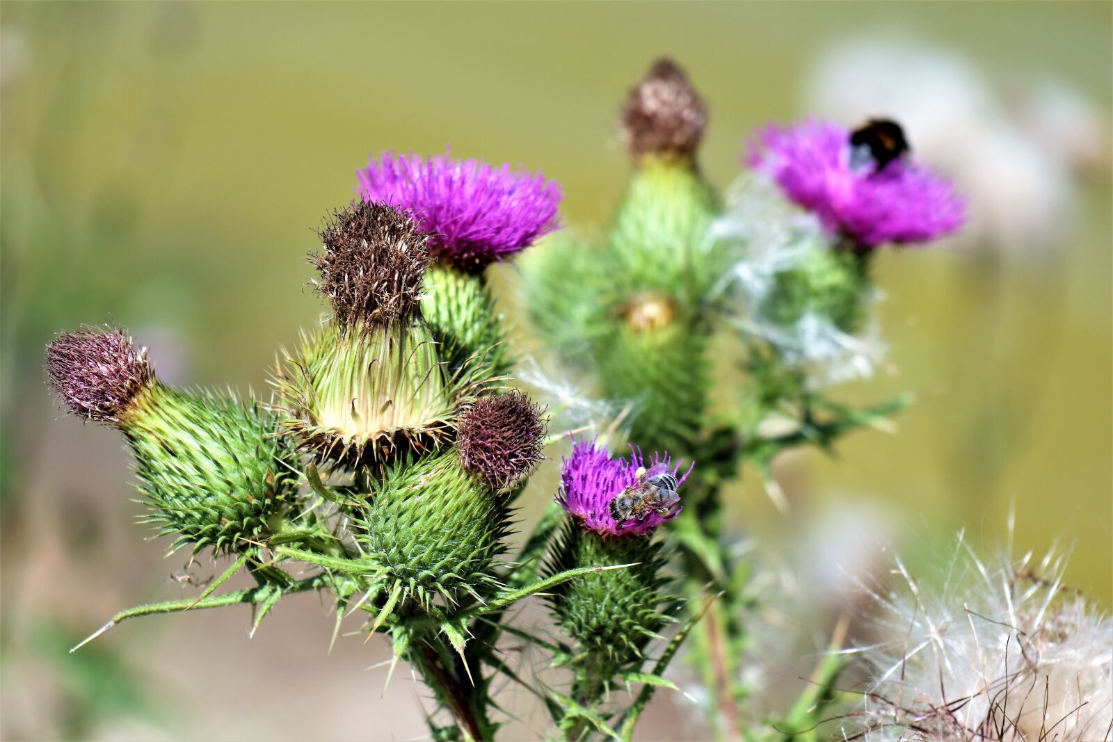 Canon EF-M 18-150mm F3.5-6.3 IS STM sample photo. Thistle, flowers, plant photography