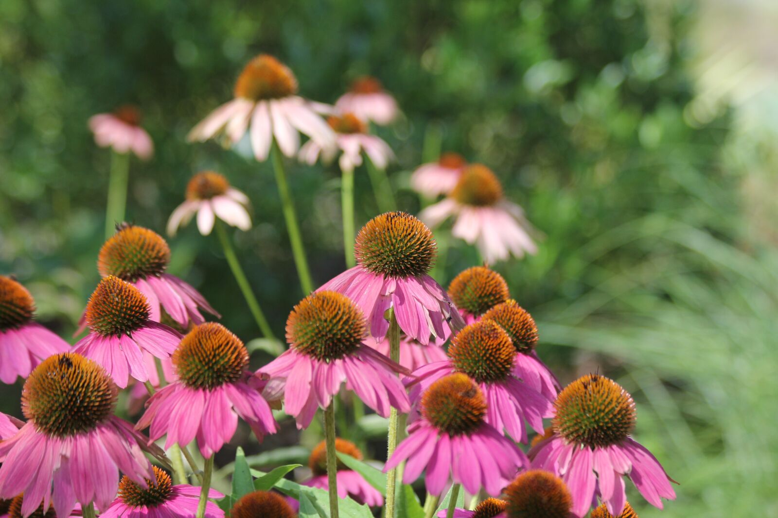 Canon EOS 60D sample photo. Echinacea, flowers, cone flowers photography