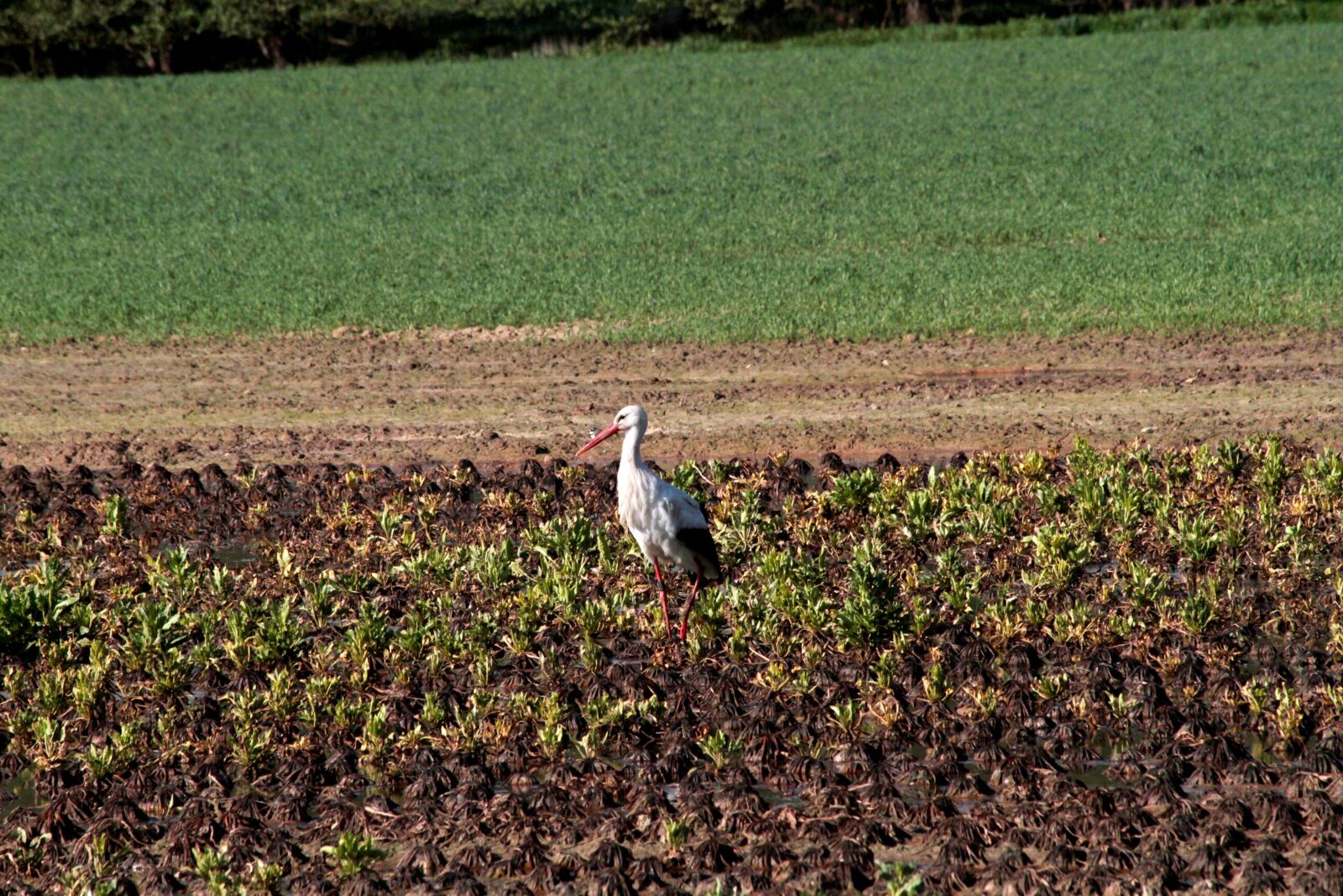 Canon EOS 7D + Canon EF 70-300mm F4-5.6 IS USM sample photo. Agriculture, earth, field photography