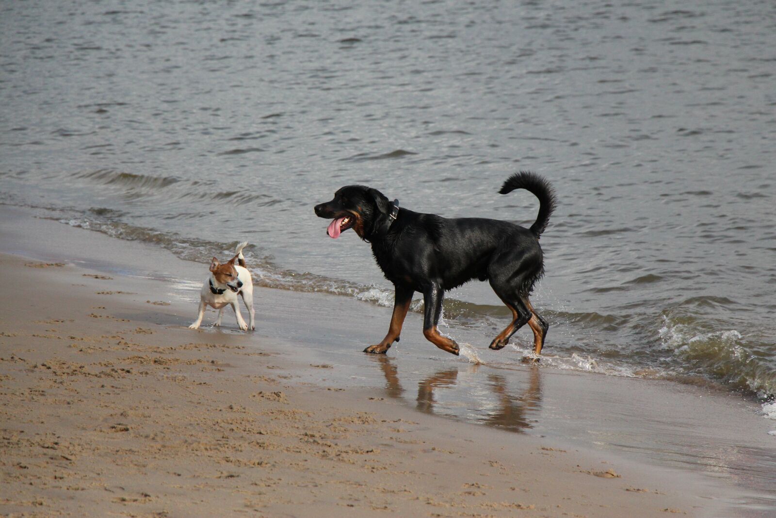 Canon EOS 650D (EOS Rebel T4i / EOS Kiss X6i) sample photo. Dogs, elbe beach, traces photography