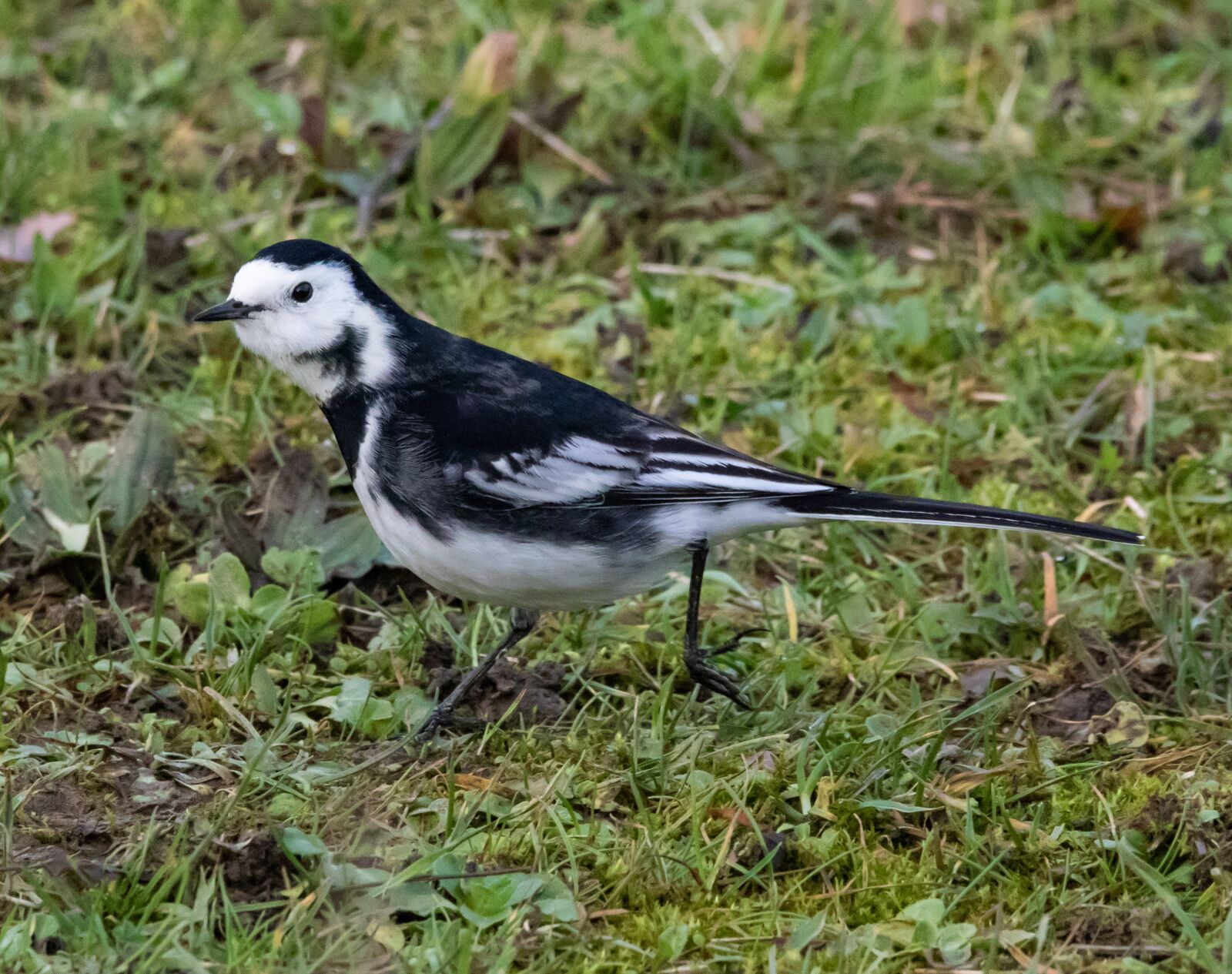 150-600mm F5-6.3 DG OS HSM | Contemporary 015 sample photo. Pied wagtail, wagtail, small photography