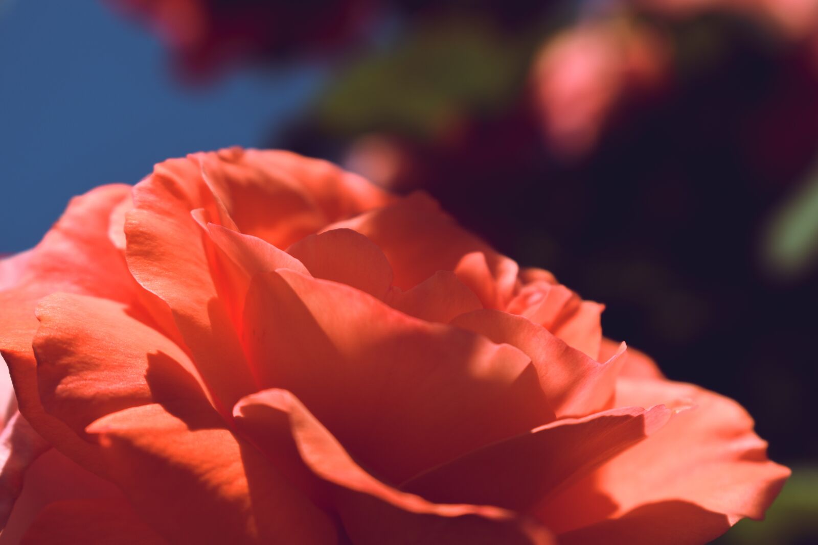 Nikon D5600 sample photo. Rose, pink, close up photography