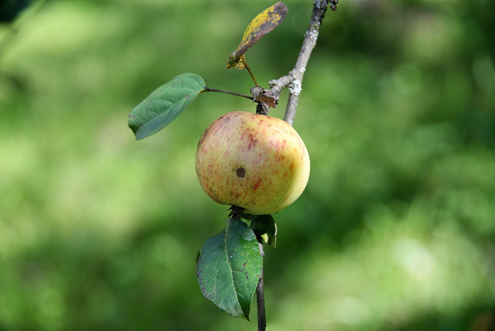 Nikon D610 sample photo. Apple, branch, leaf photography