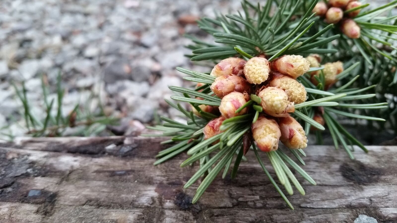 Samsung Galaxy S5 sample photo. Tree, nature, pine photography