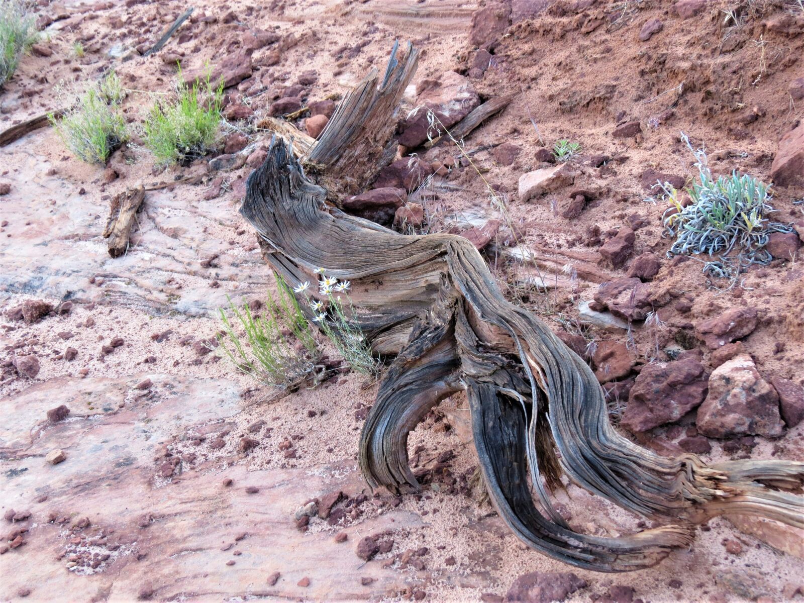 Canon PowerShot SX50 HS sample photo. Hiking, old tree, log photography