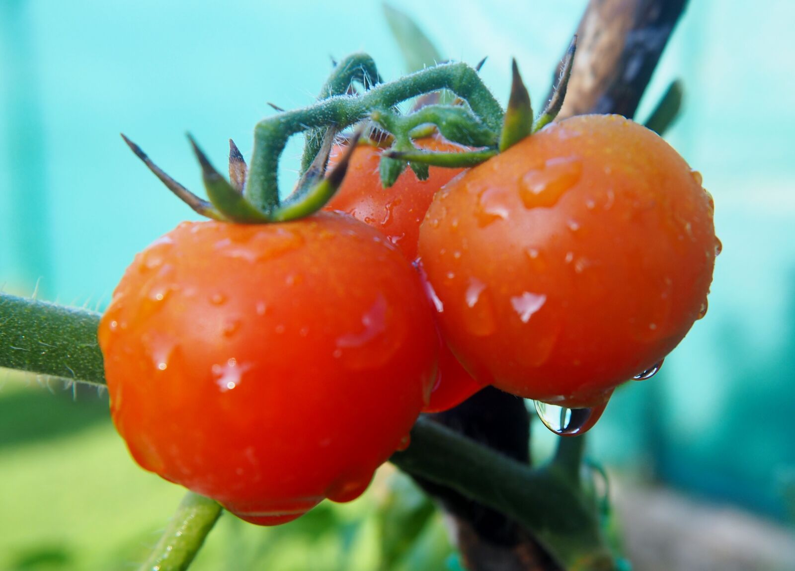 Olympus OM-D E-M10 sample photo. Tomatoes, raindrop, vegetables photography