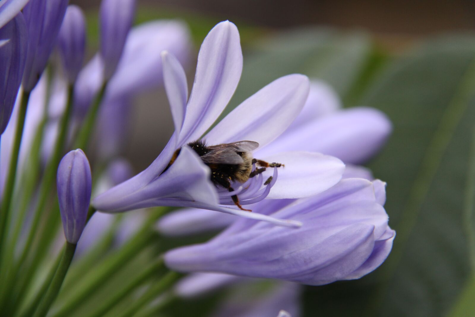 Canon EOS 50D sample photo. Hummel, insect, flight insect photography